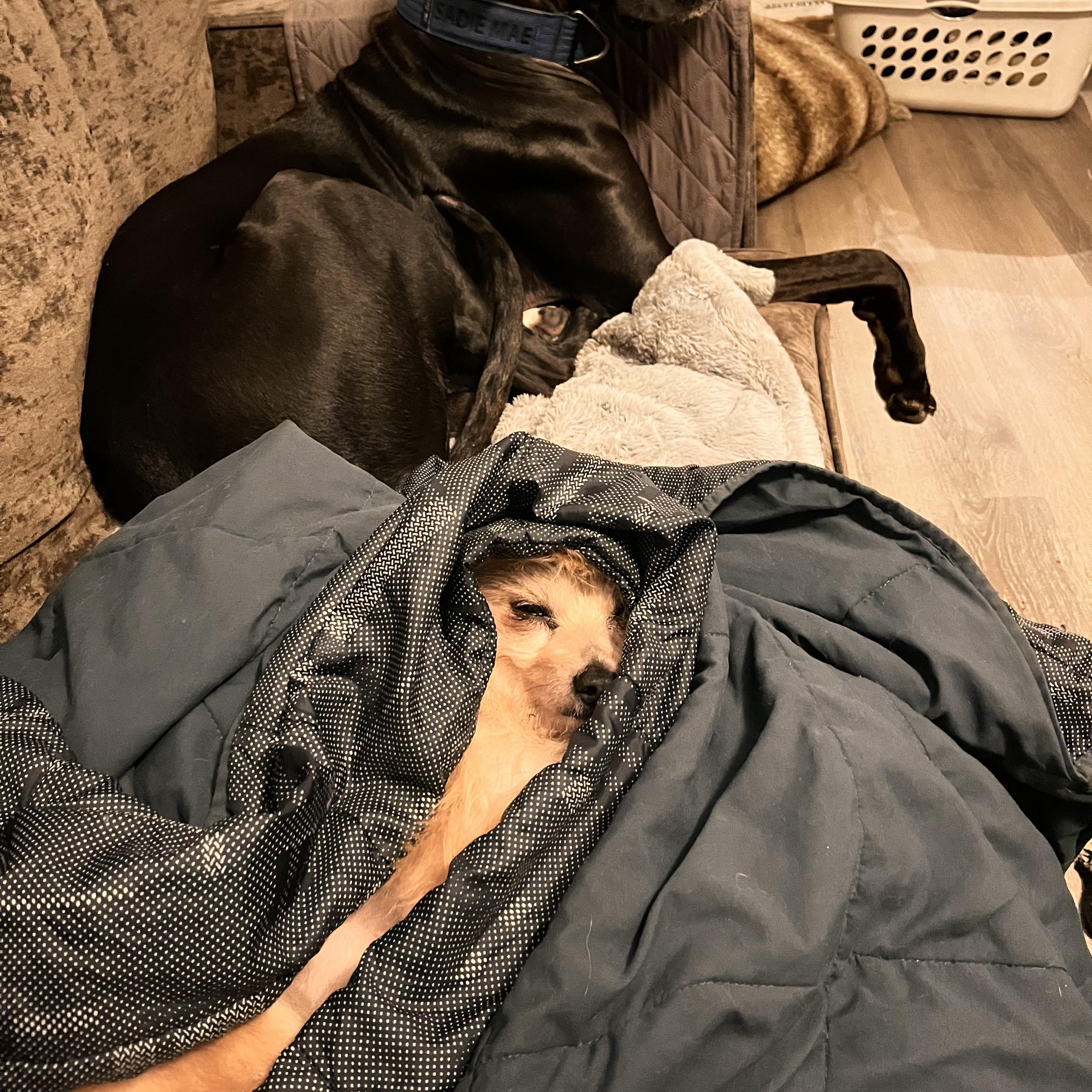 Enlarge Weeman *Deaf*, an adopted Wirehaired Terrier in Concord, CA image 6/6