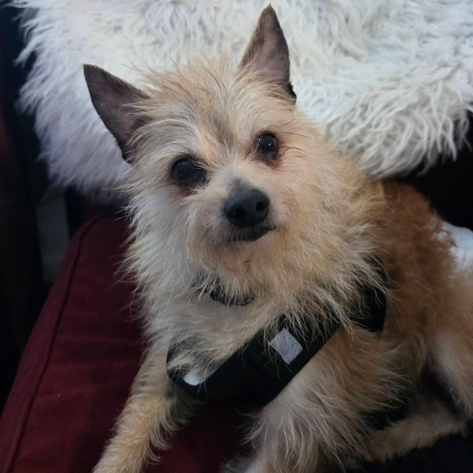 Enlarge Weeman *Deaf*, an adopted Wirehaired Terrier in Concord, CA image 2/6