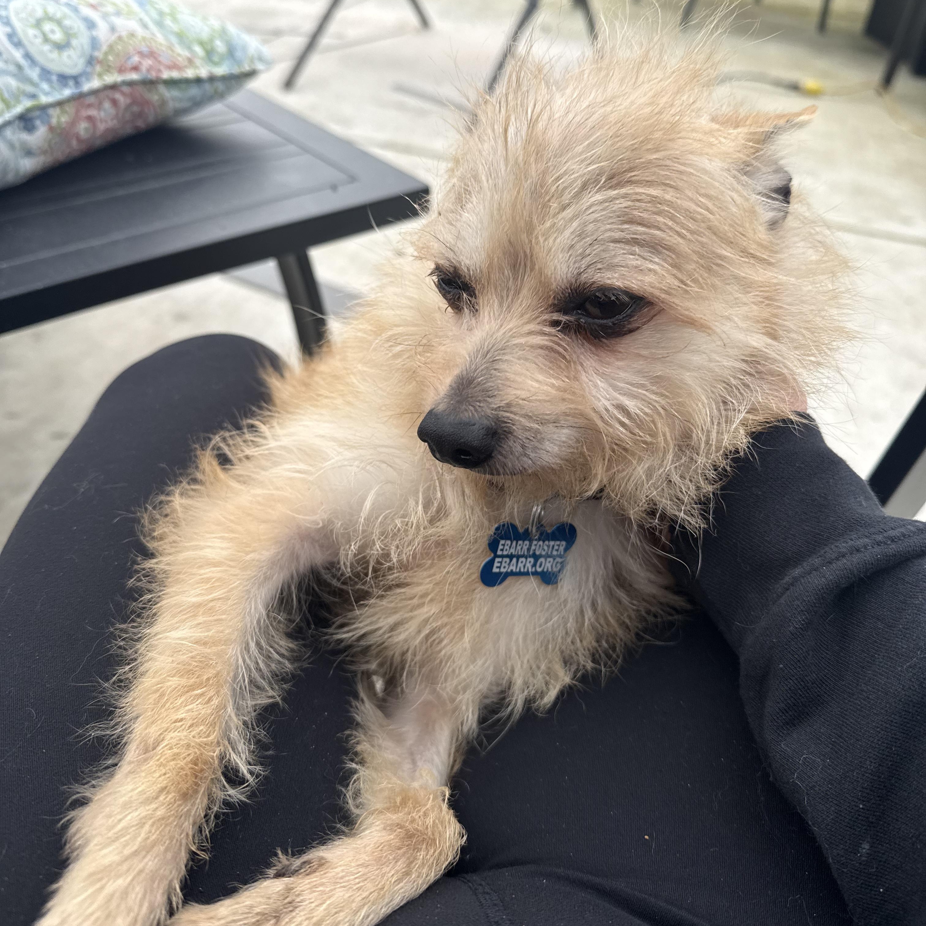 Enlarge Weeman *Deaf*, an adopted Wirehaired Terrier in Concord, CA image 5/6