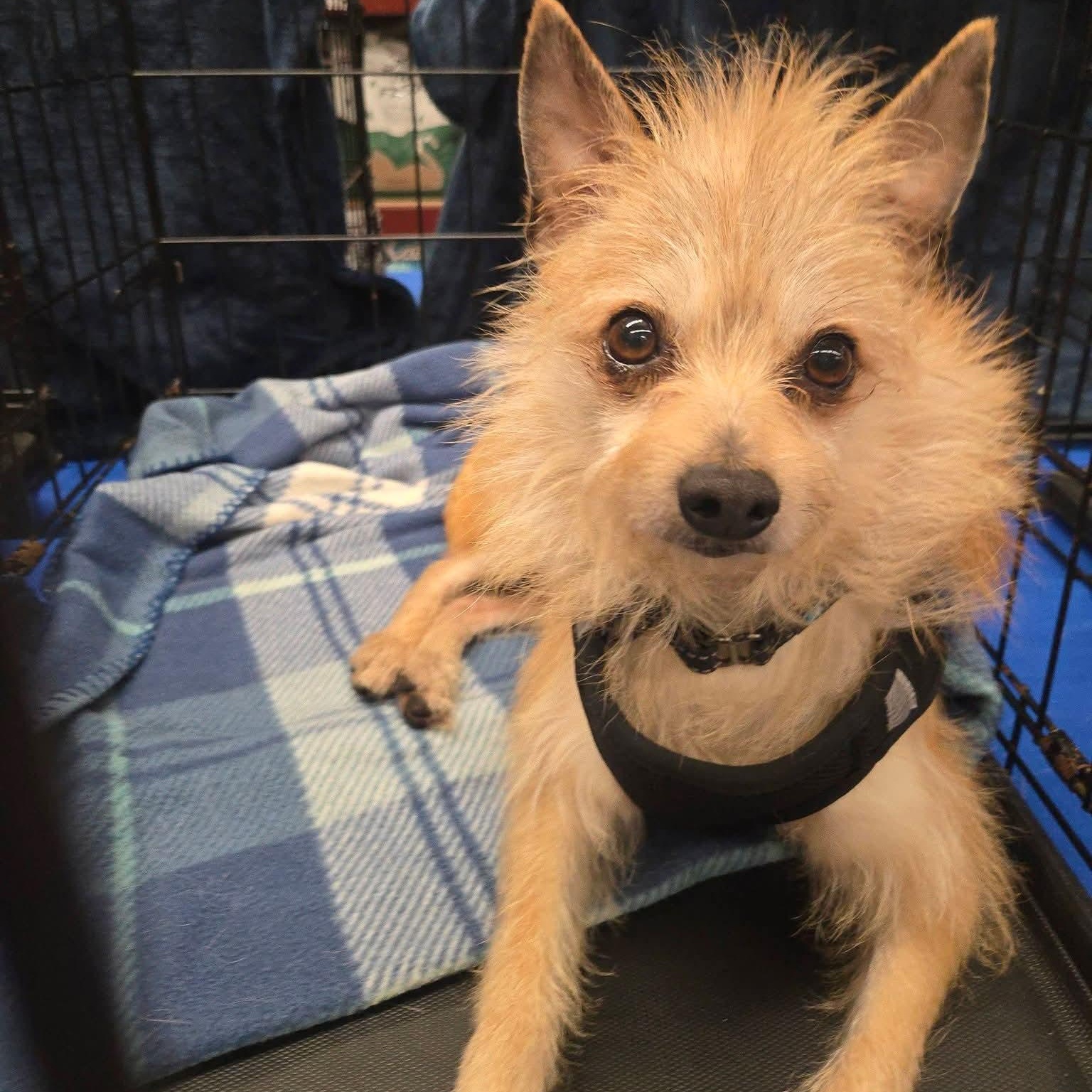 Enlarge Weeman *Deaf*, an adopted Wirehaired Terrier in Concord, CA image 3/6