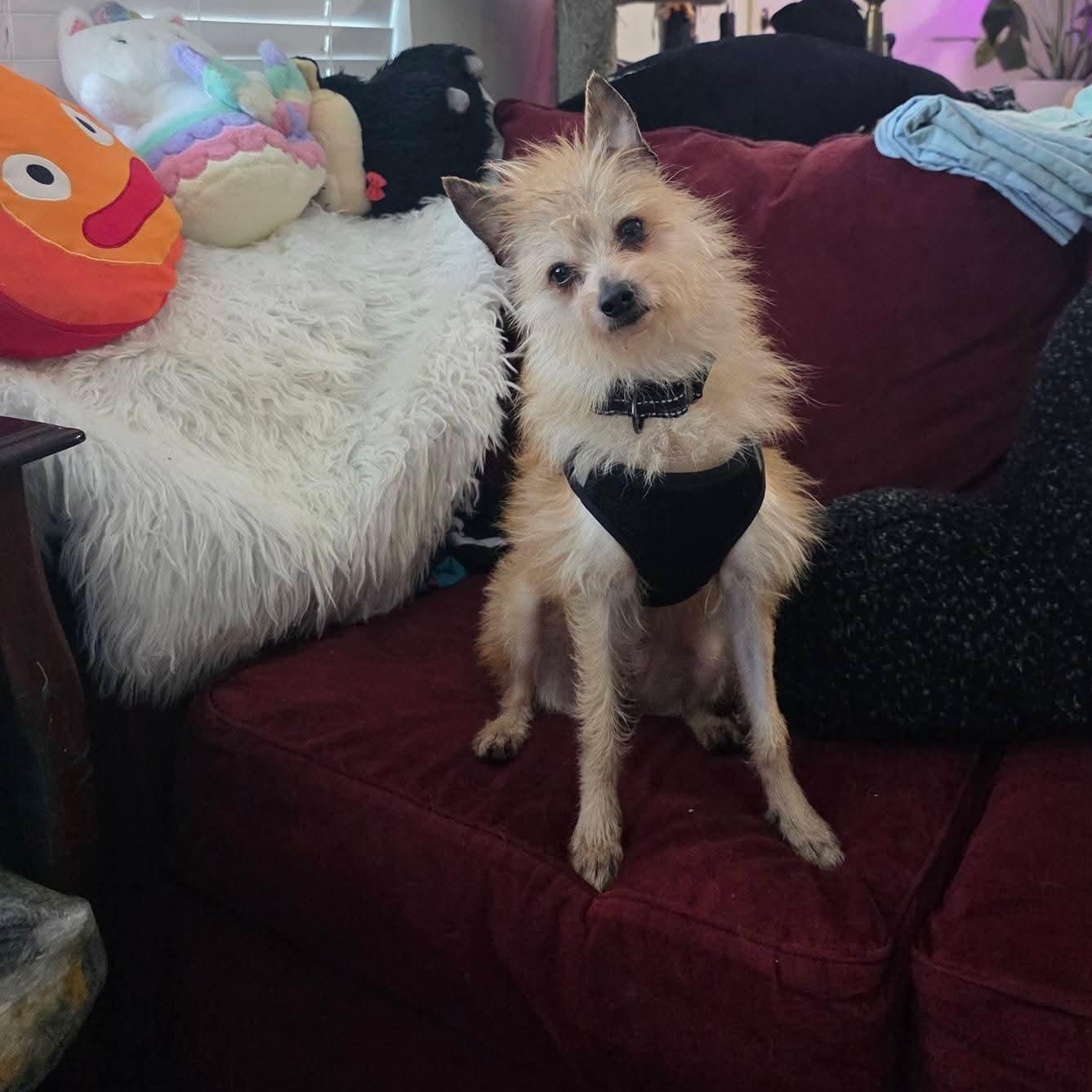 Weeman *Deaf*, adopted, Young Male Wirehaired Terrier.