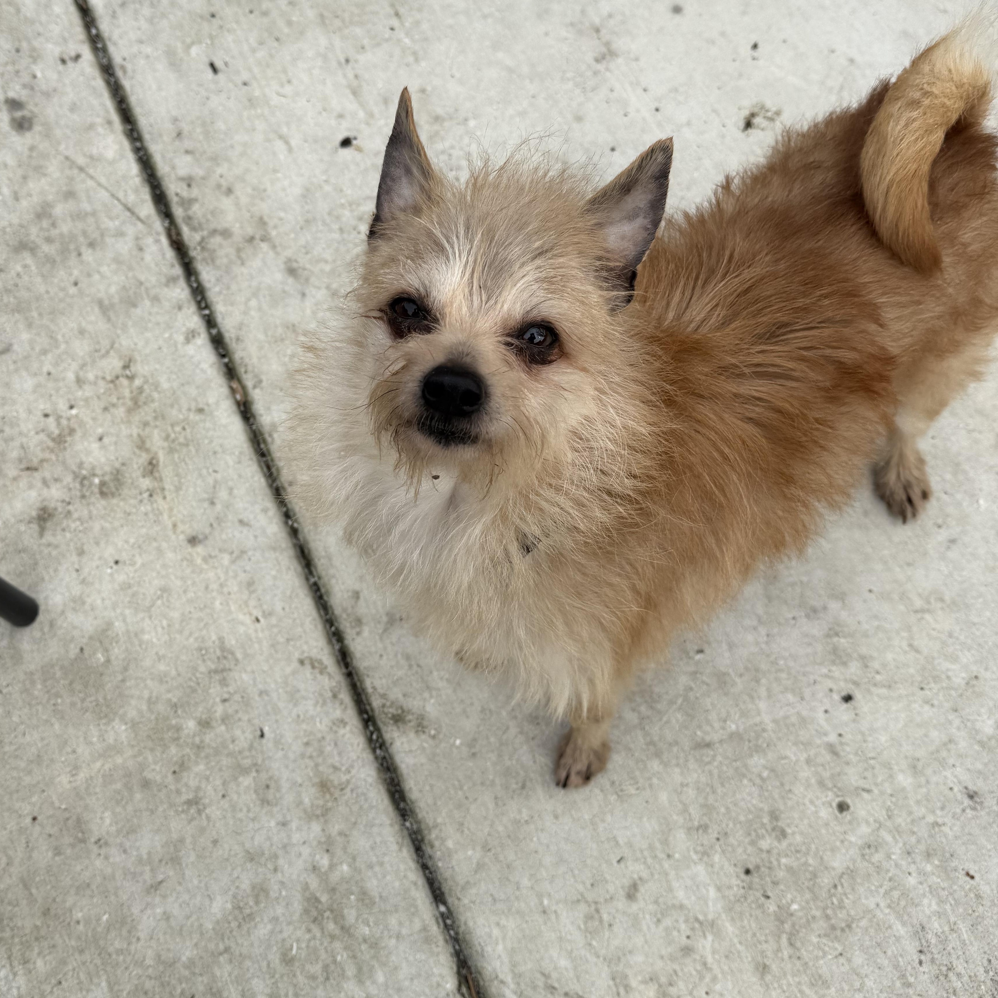 Enlarge Weeman *Deaf*, an adopted Wirehaired Terrier in Concord, CA image 4/6