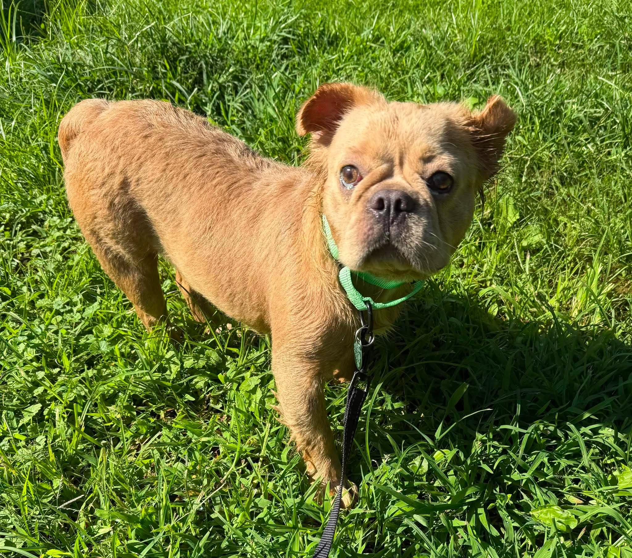 Enlarge Maddie, a ADOPTABLE French Bulldog in St. Clairsville, OH image 1/5