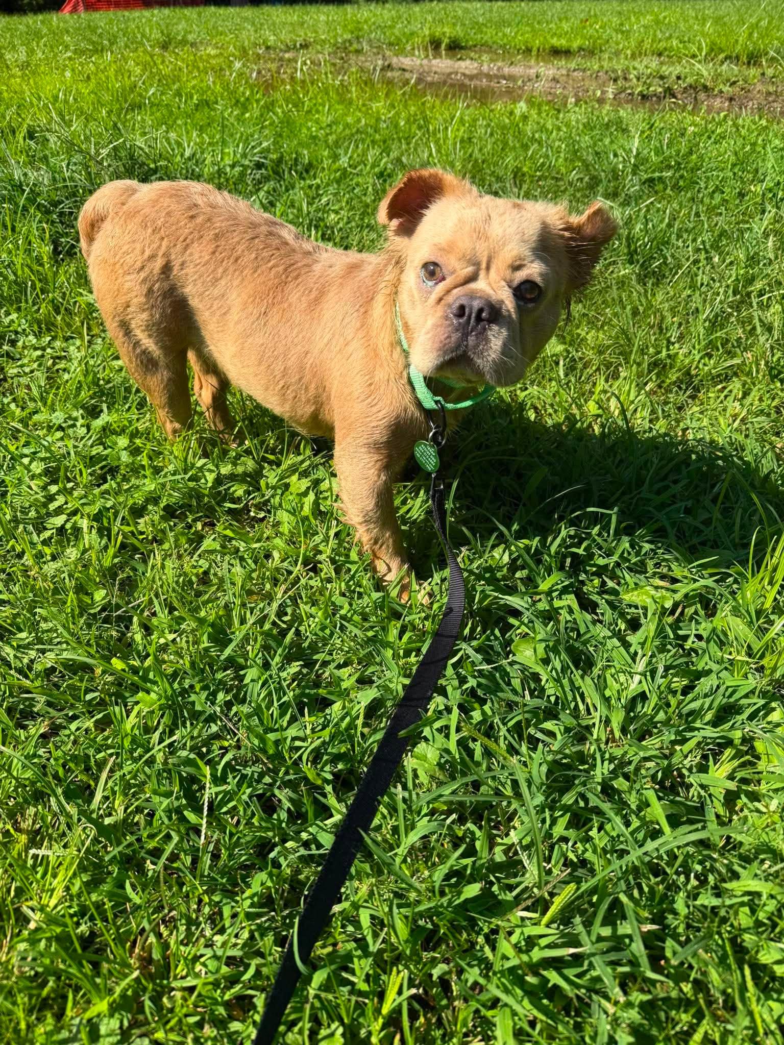 Enlarge Maddie, a ADOPTABLE French Bulldog in St. Clairsville, OH image 3/5