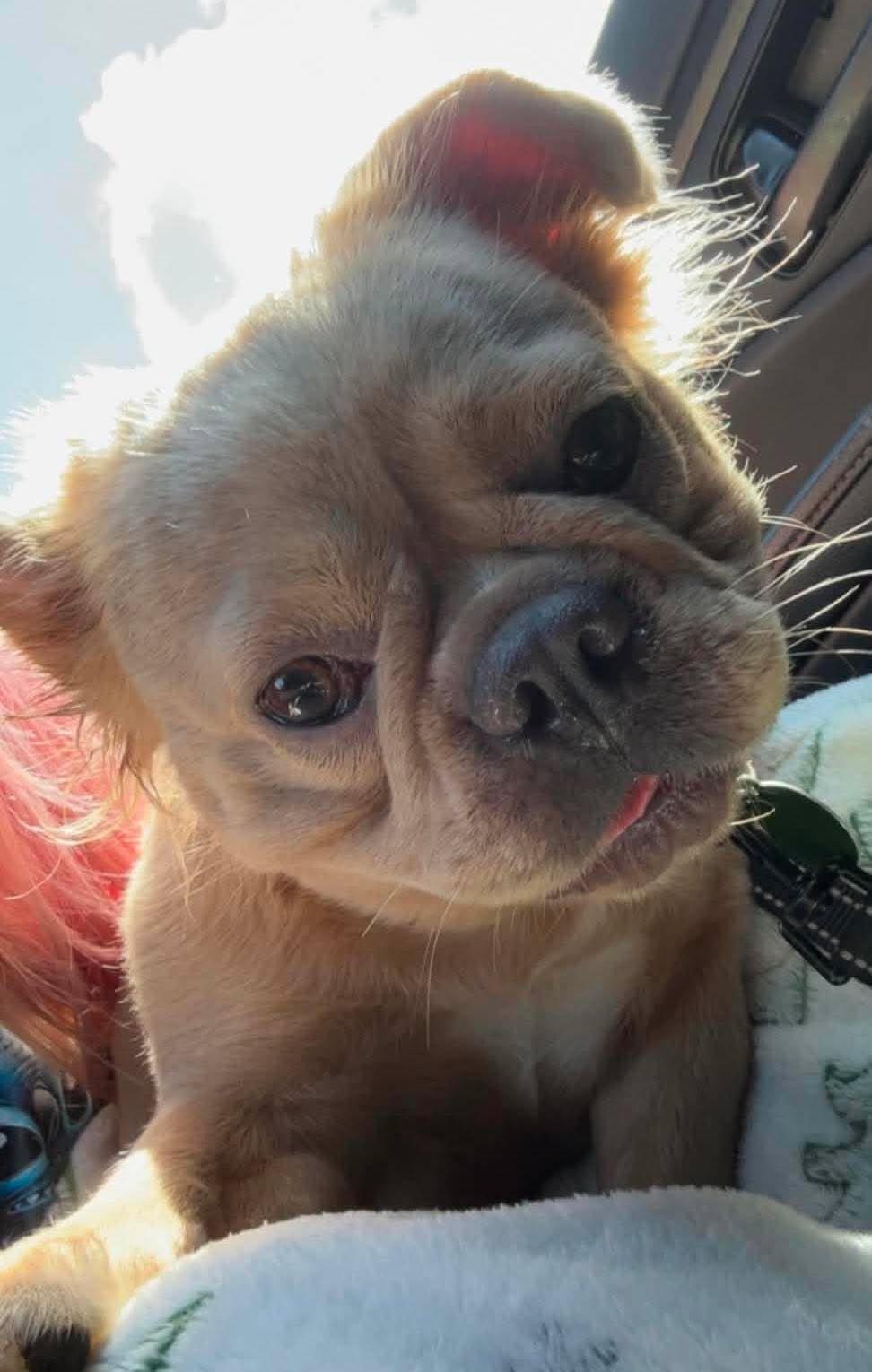 Enlarge Maddie, a ADOPTABLE French Bulldog in St. Clairsville, OH image 2/5