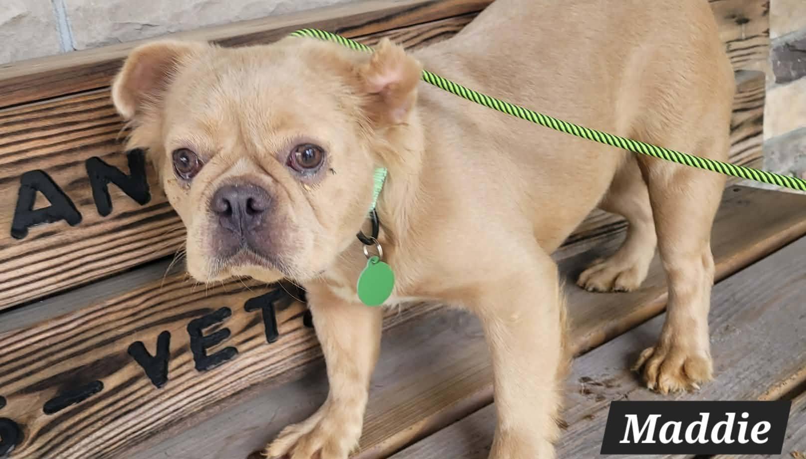 Enlarge Maddie, a ADOPTABLE French Bulldog in St. Clairsville, OH image 5/5