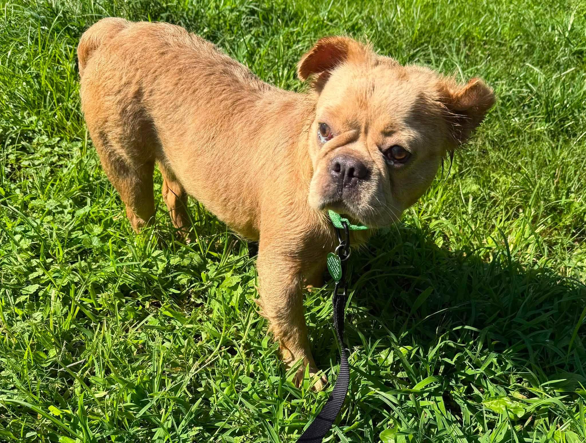 Enlarge Maddie, a ADOPTABLE French Bulldog in St. Clairsville, OH image 4/5