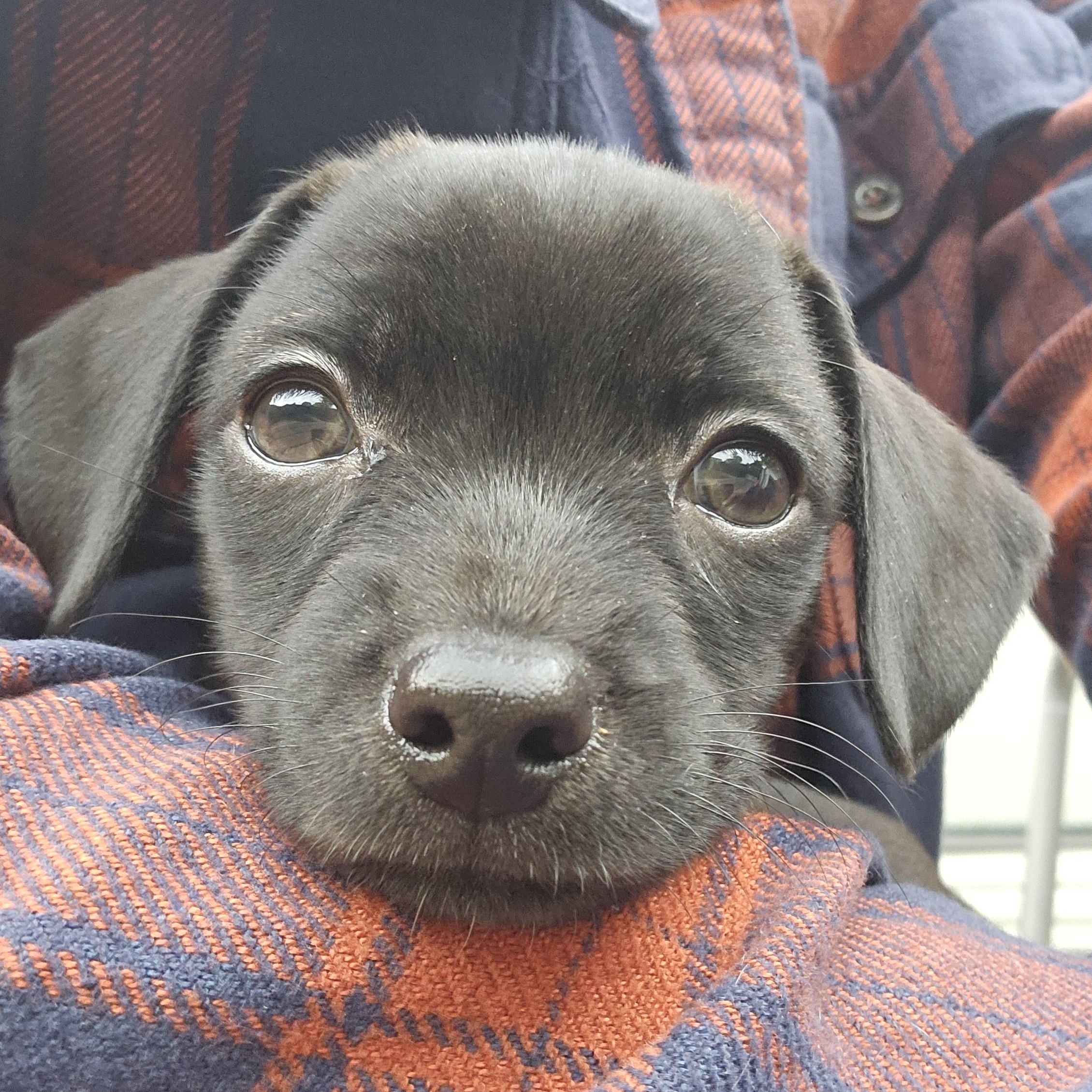 Gunner, Adopted, Puppy Male Beagle.