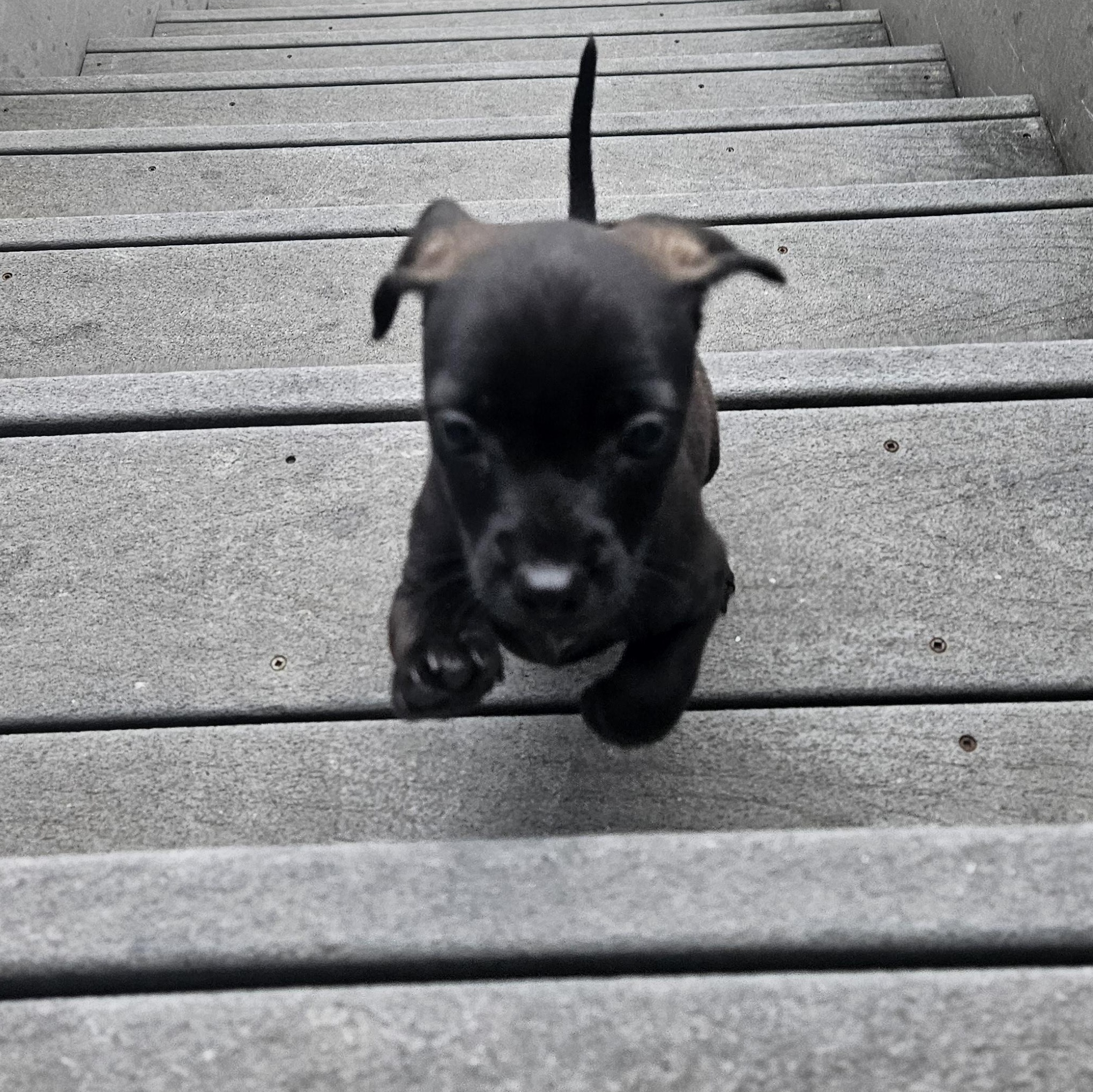 Enlarge Gunner, a Adopted mixed breed in Minneapolis, MN image 2/4