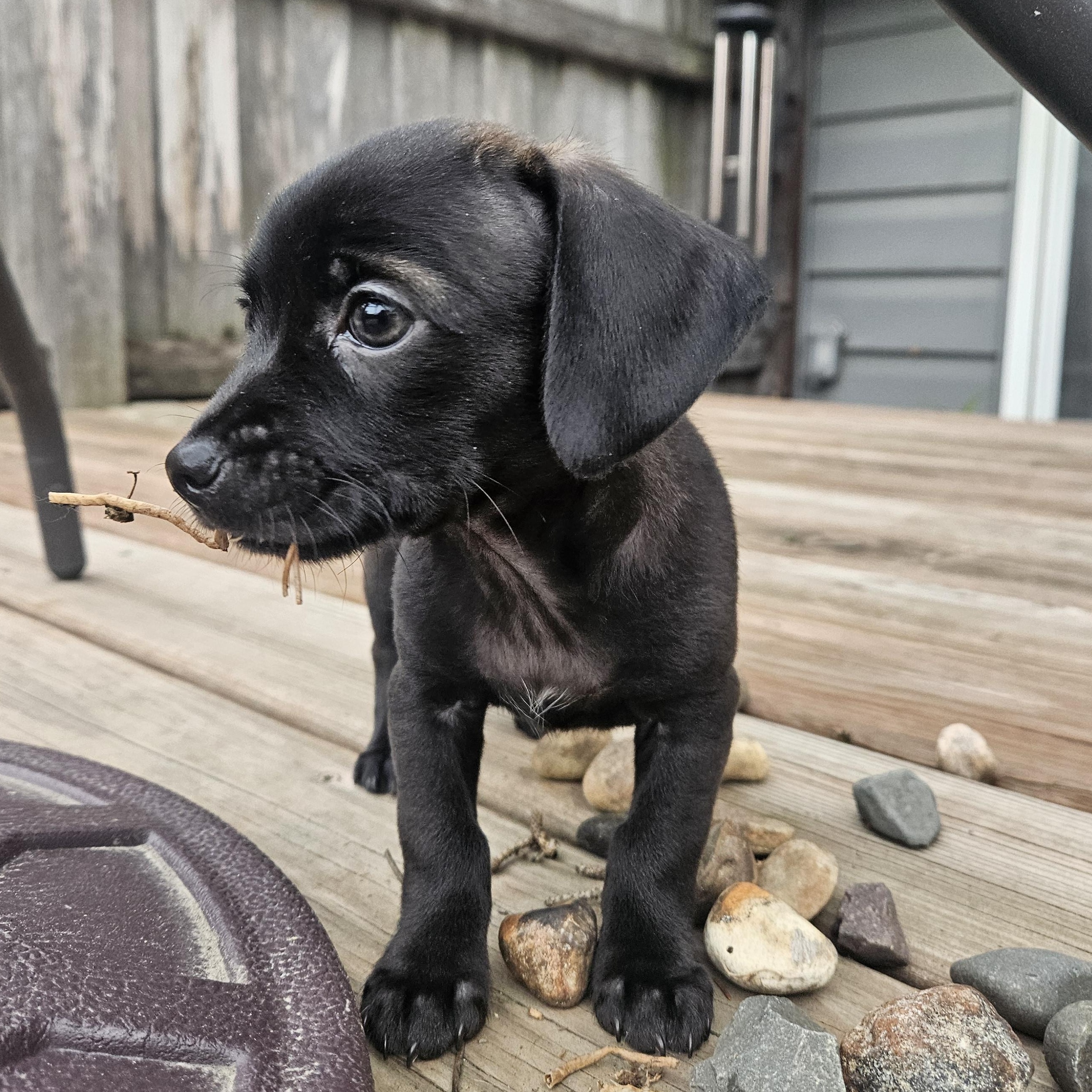 Enlarge Gunner, a Adopted mixed breed in Minneapolis, MN image 4/4
