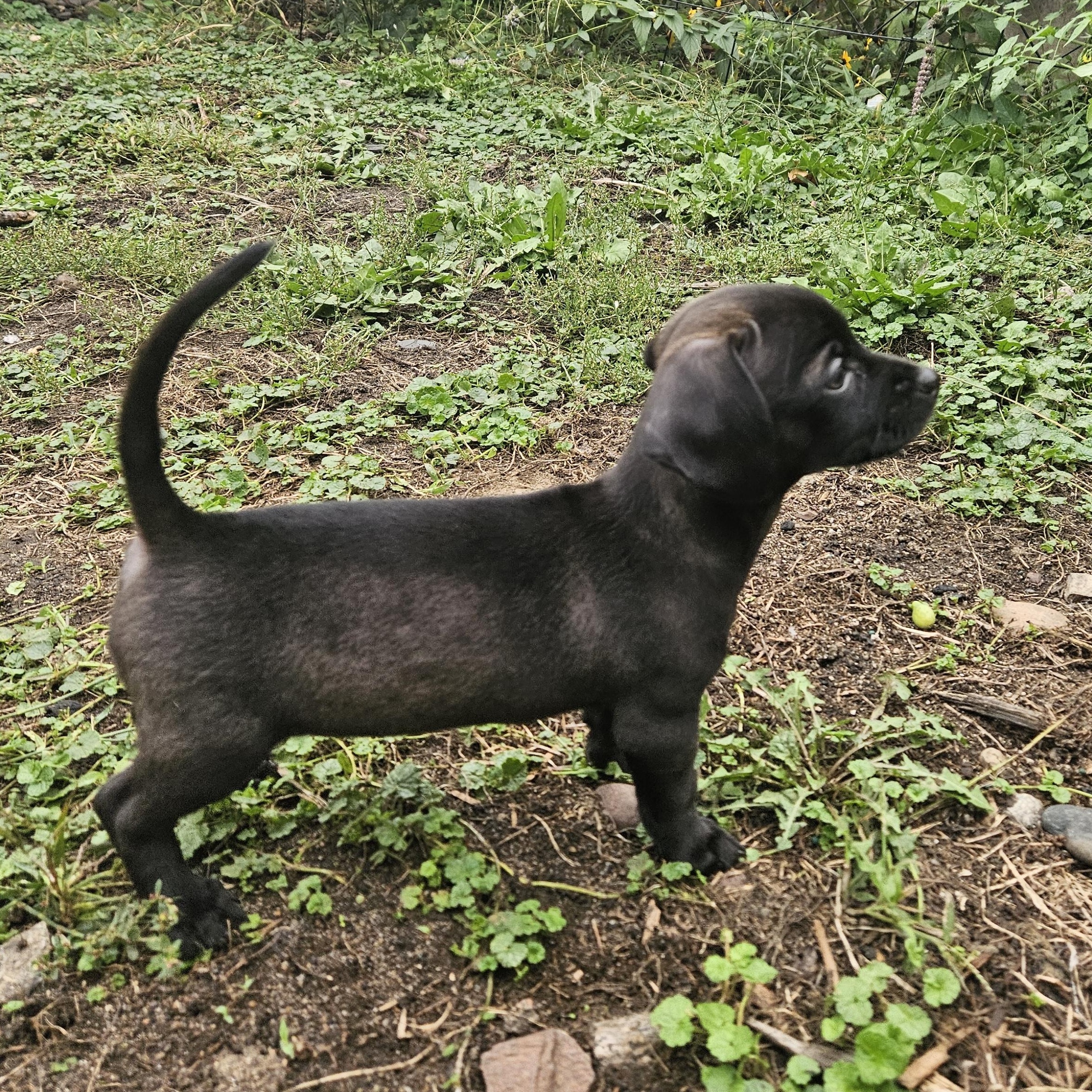 Enlarge Gunner, a Adopted mixed breed in Minneapolis, MN image 3/4