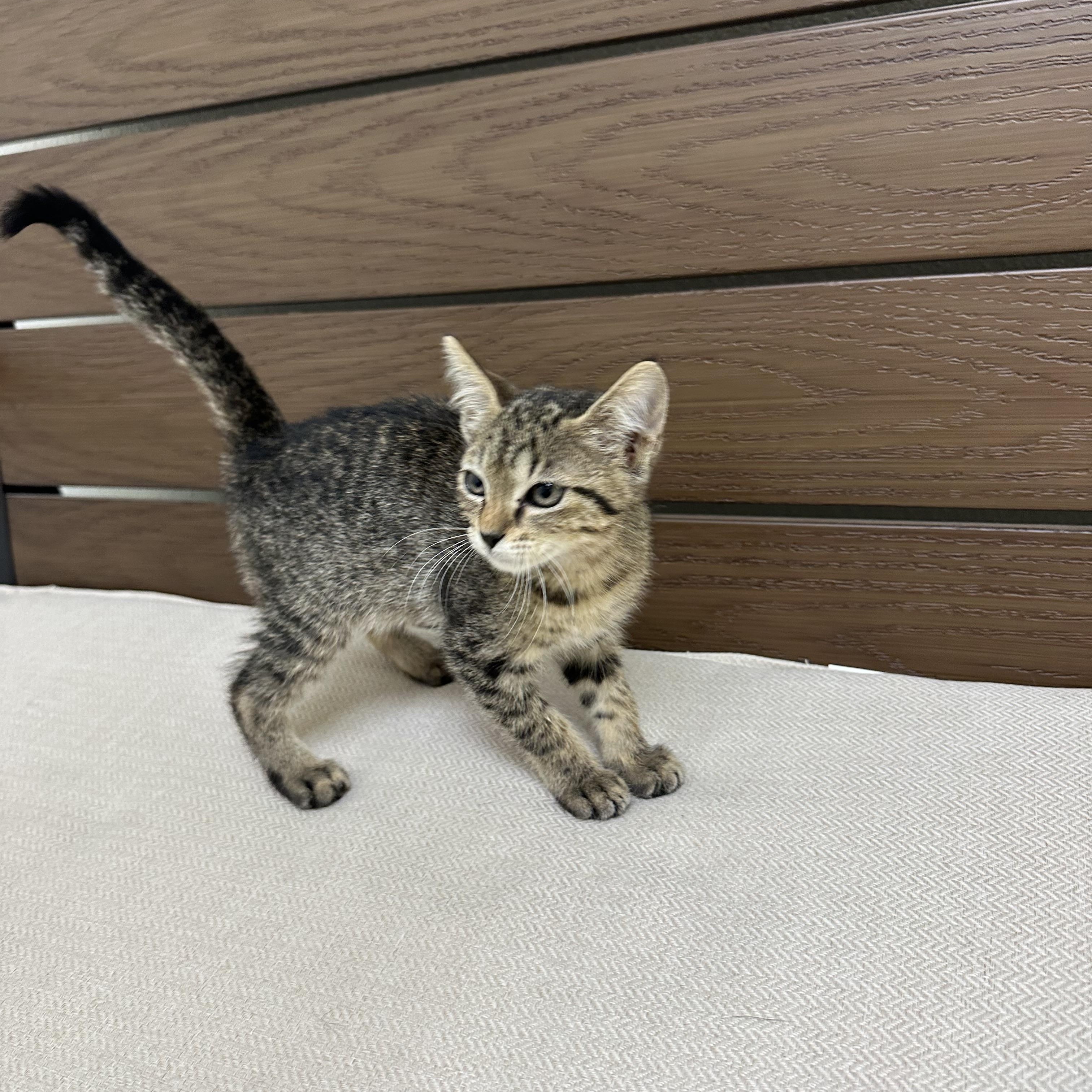 Pretzel, a ADOPTABLE Domestic Short Hair in Port Lavaca, TX image 2/3