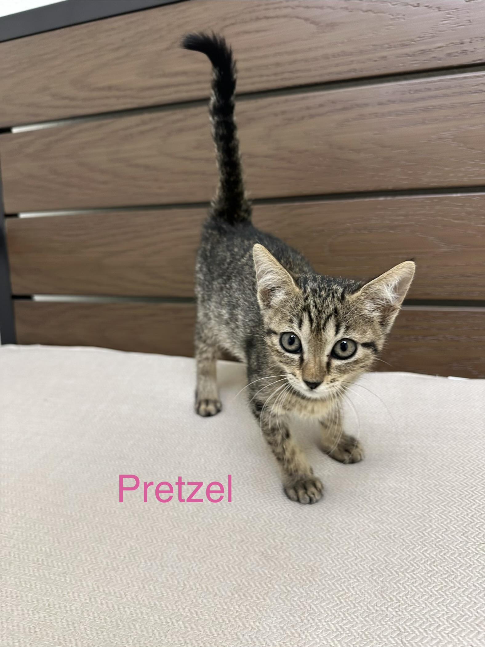 Pretzel, ADOPTABLE, Kitten Male Domestic Short Hair.