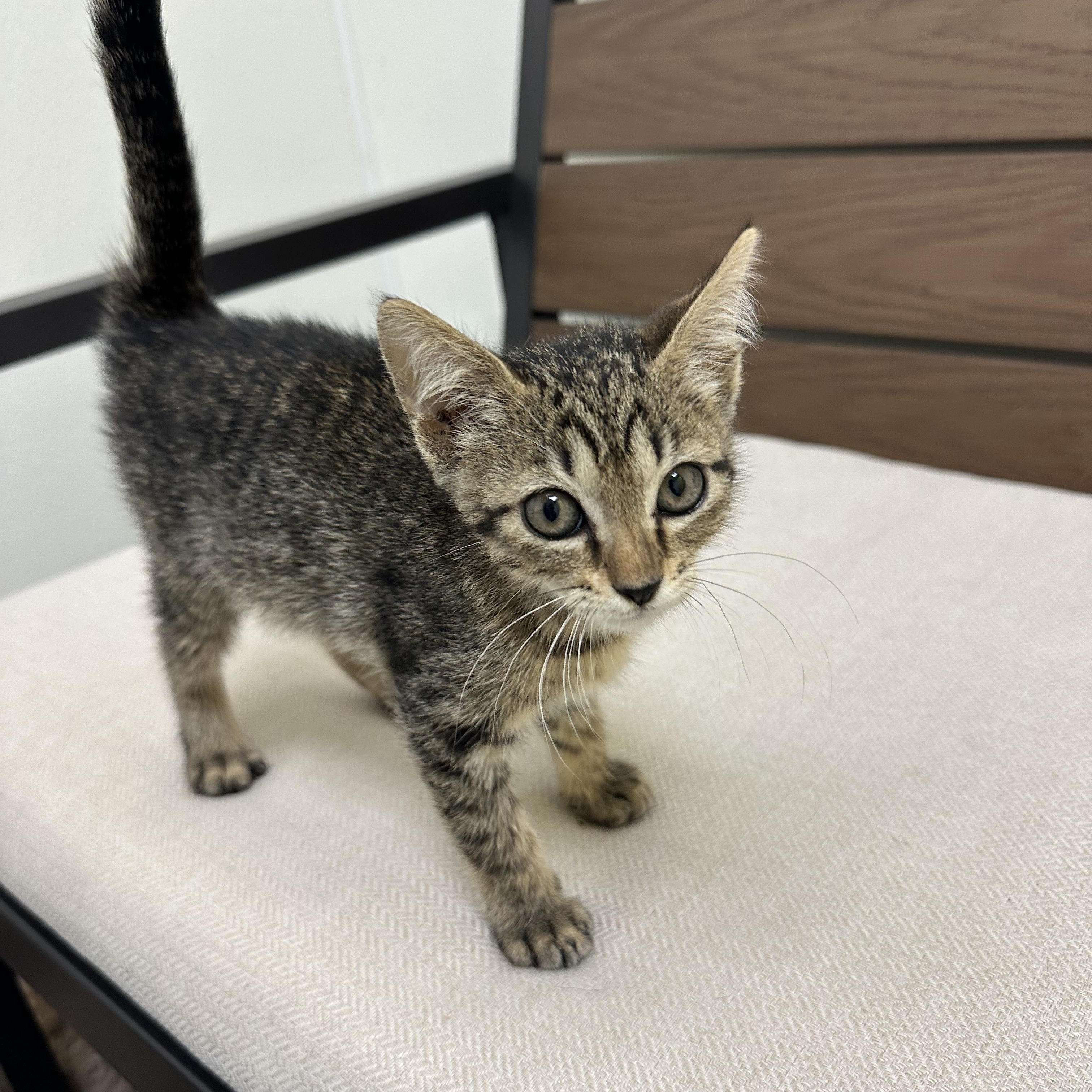 Pretzel, a ADOPTABLE Domestic Short Hair in Port Lavaca, TX image 3/3