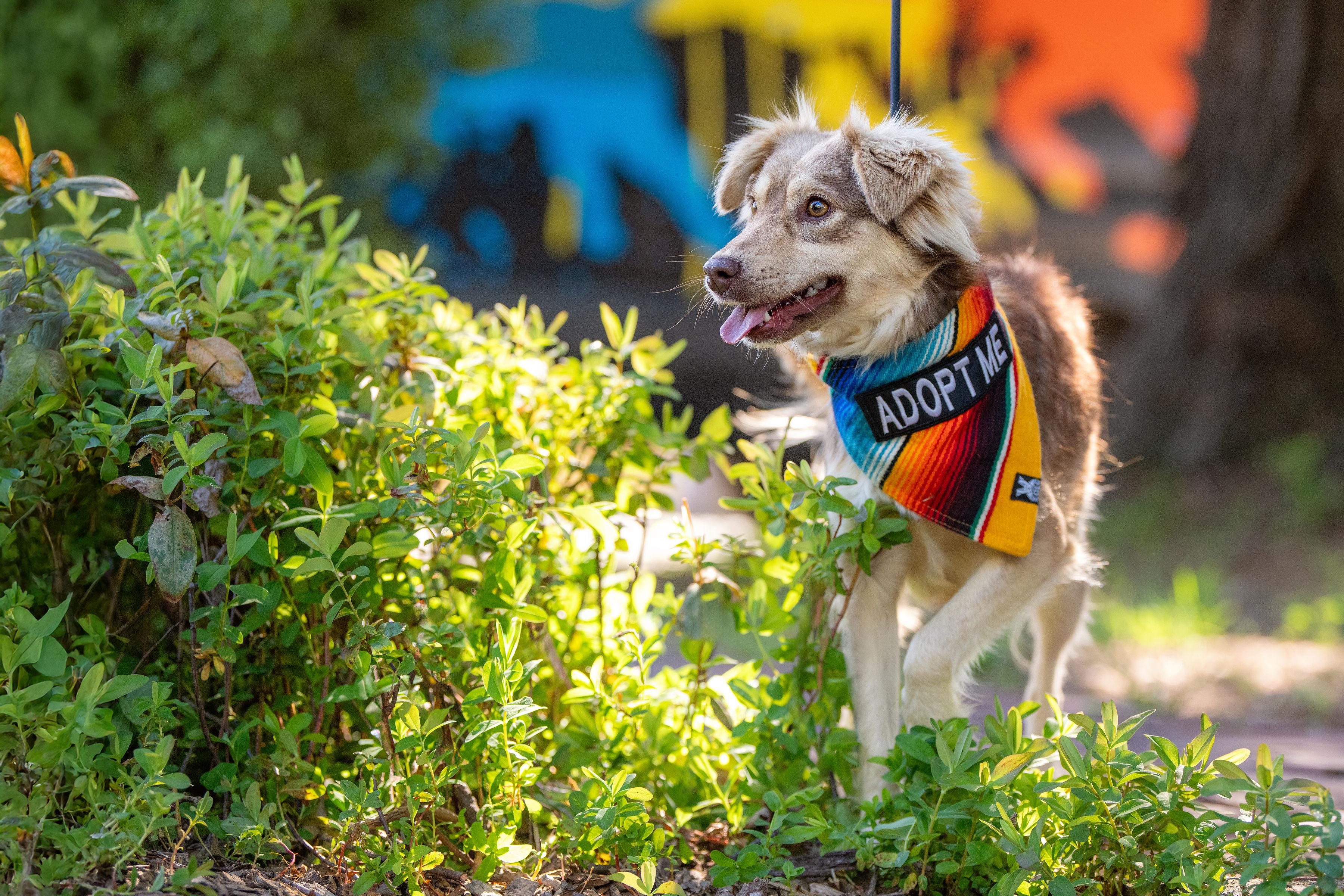 Enlarge Nuez, an adopted mixed breed in Santa Rosa, CA image 3/4