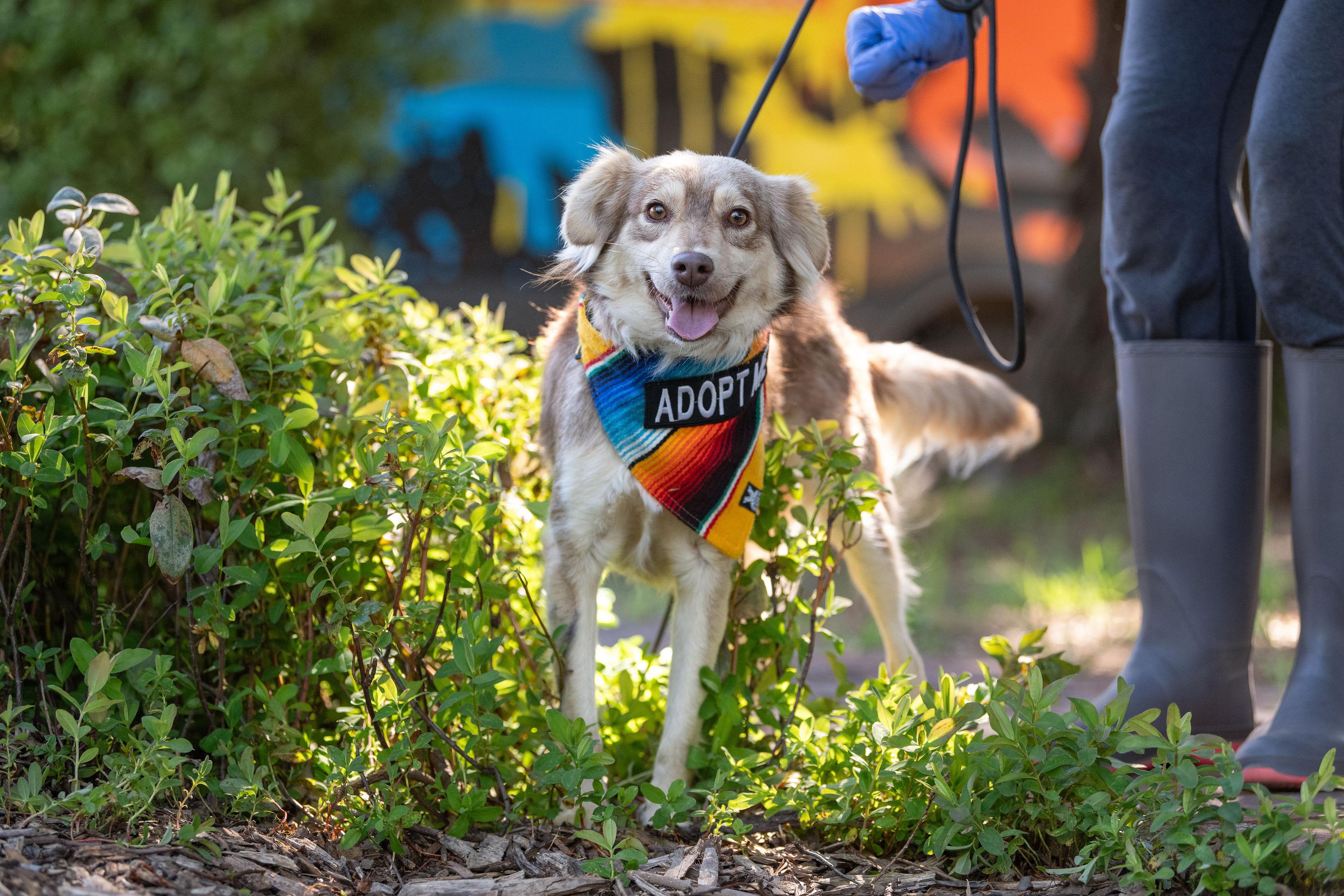 Enlarge Nuez, an adopted mixed breed in Santa Rosa, CA image 2/4