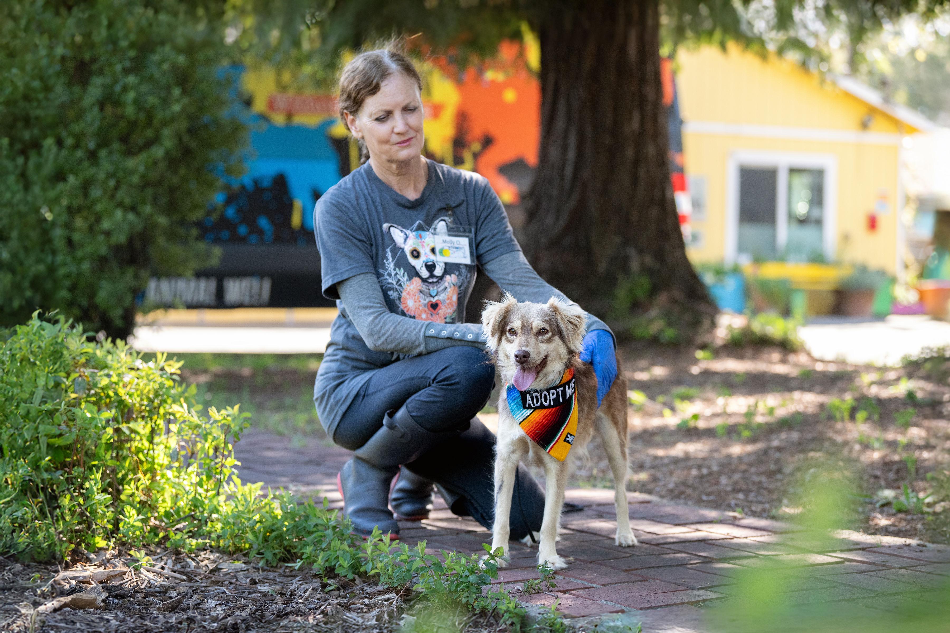 Enlarge Nuez, an adopted mixed breed in Santa Rosa, CA image 4/4