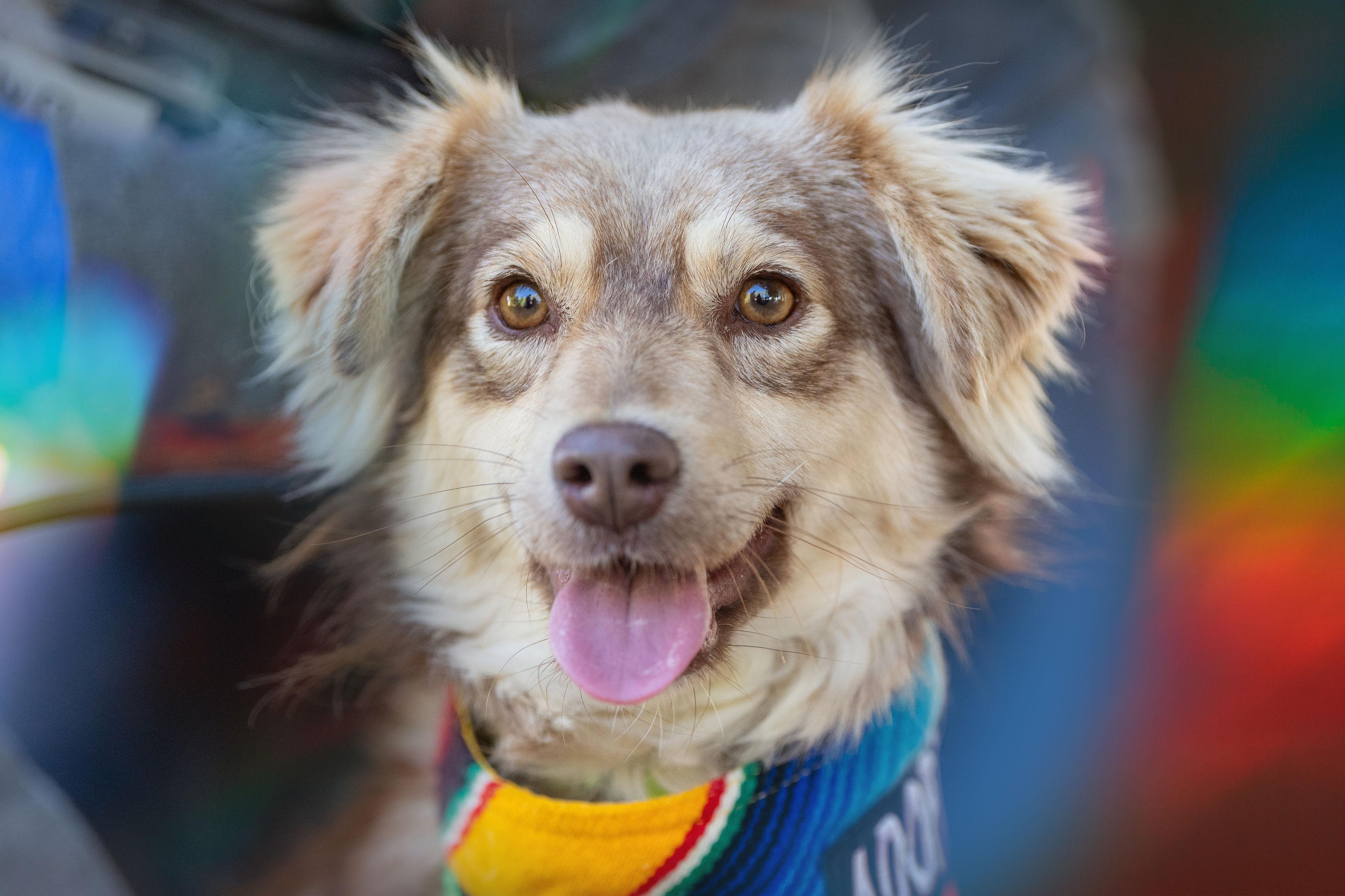 Nuez, adopted, Adult Female Terrier.