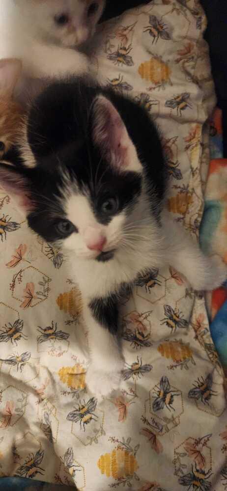 Enlarge Cynder, a Adoptable Domestic Short Hair in North Brunswick, NJ image 1/1