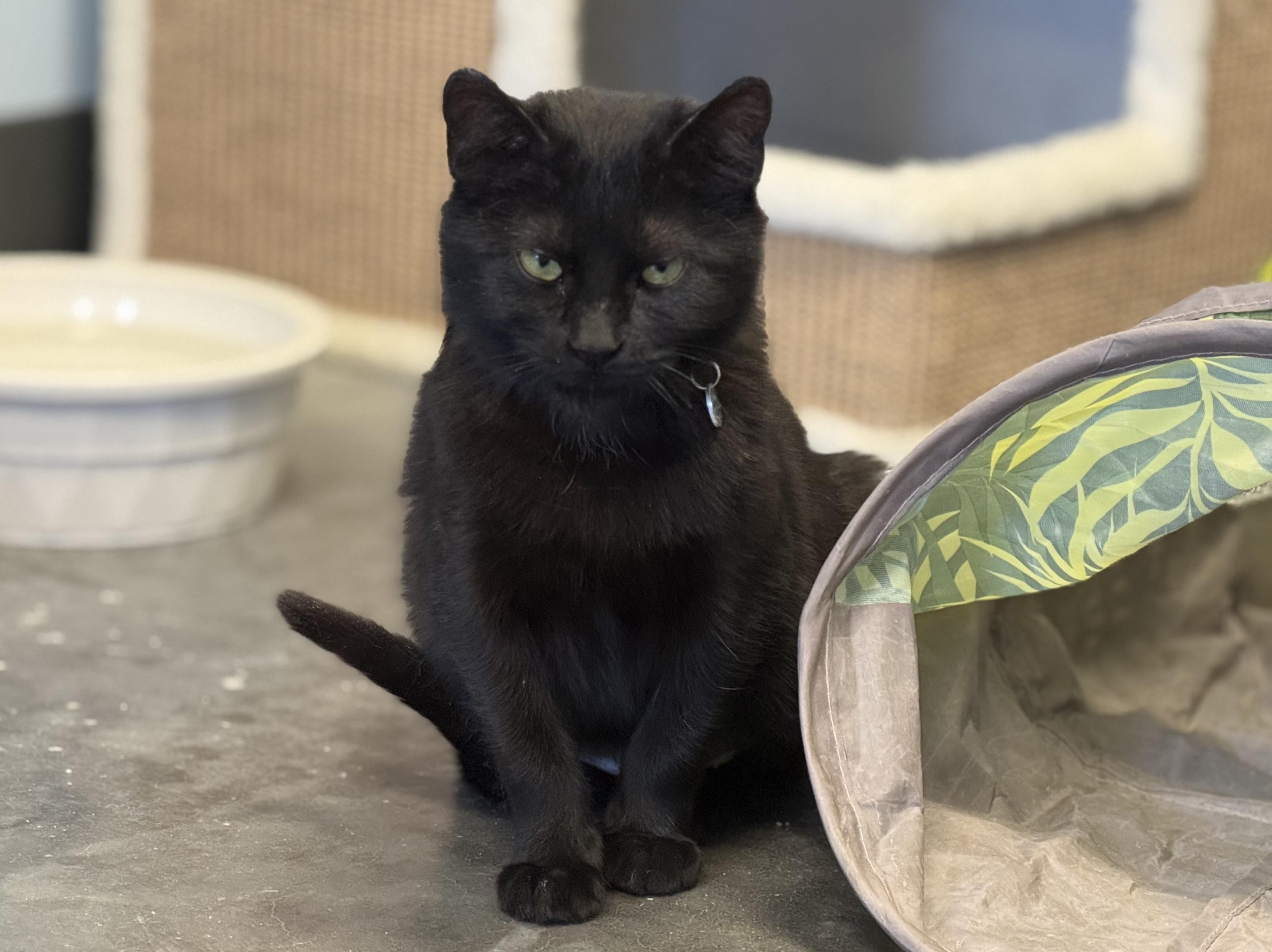 Lorna, adopted, Kitten Female American Shorthair.