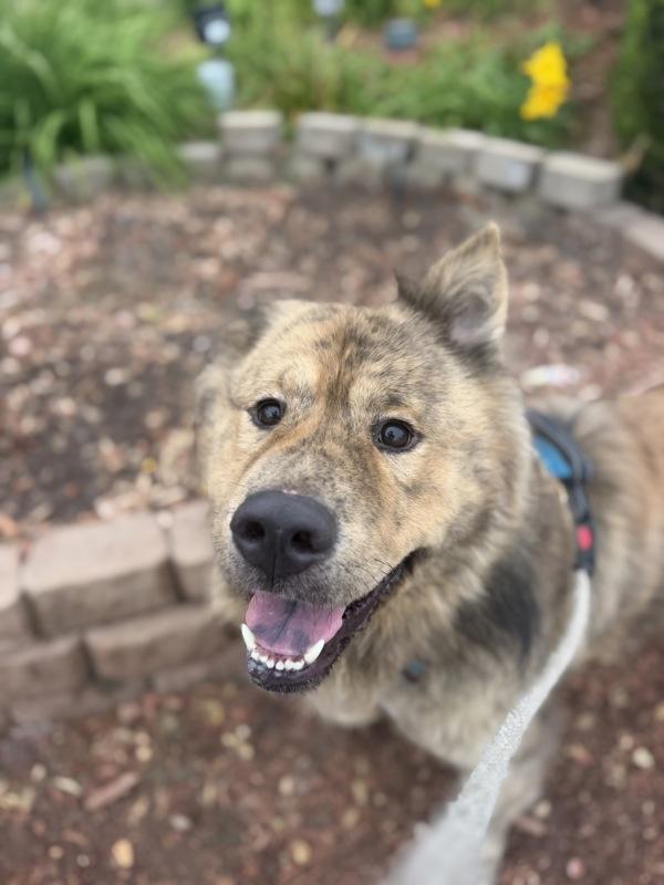 Enlarge Terry, a Adoptable mixed breed in San Diego, CA image 1/1