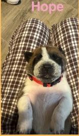 Hope, Adoptable, Puppy Female American Bulldog & Shepherd.