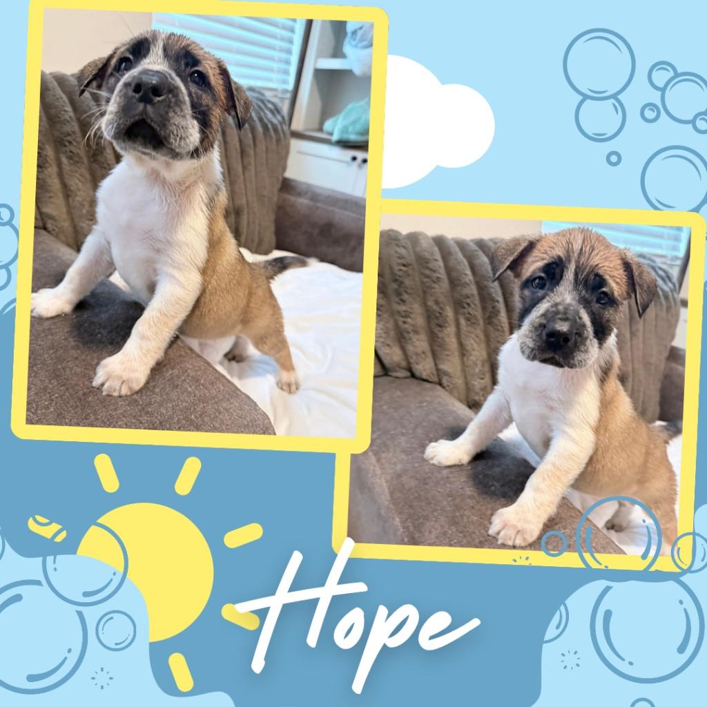 Enlarge Hope, a Adoptable mixed breed in Mesa, AZ image 2/2