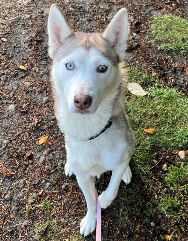 Nala, Adoptable, Adult Female Husky.