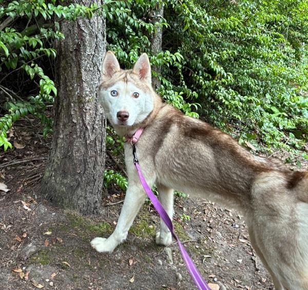 Nala, a Adoptable mixed breed in Silverdale, WA image 2/6