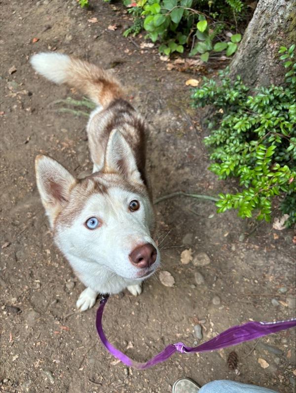 Nala, a Adoptable mixed breed in Silverdale, WA image 3/6