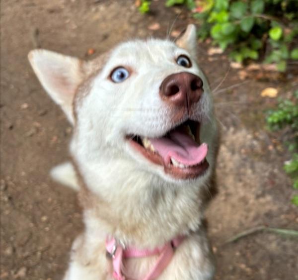 Nala, a Adoptable mixed breed in Silverdale, WA image 5/6