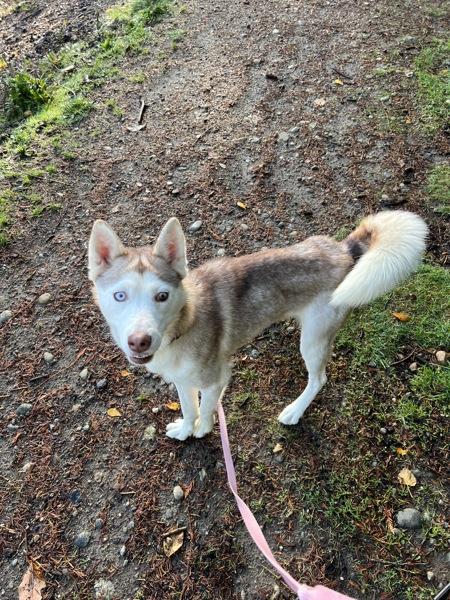 Nala, a Adoptable mixed breed in Silverdale, WA image 6/6