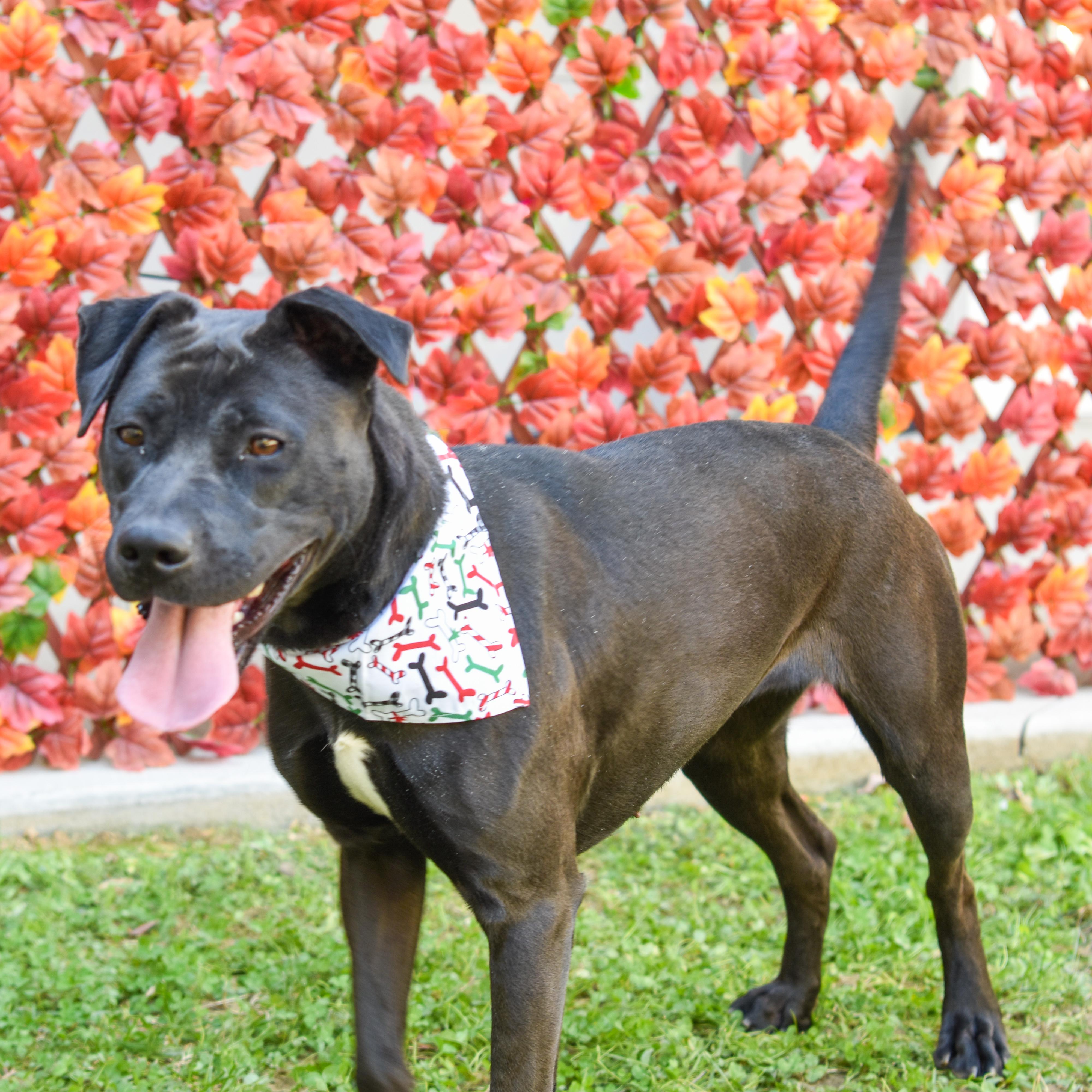 Charlie, a Adoptable mixed breed in Lancaster, SC image 1/6