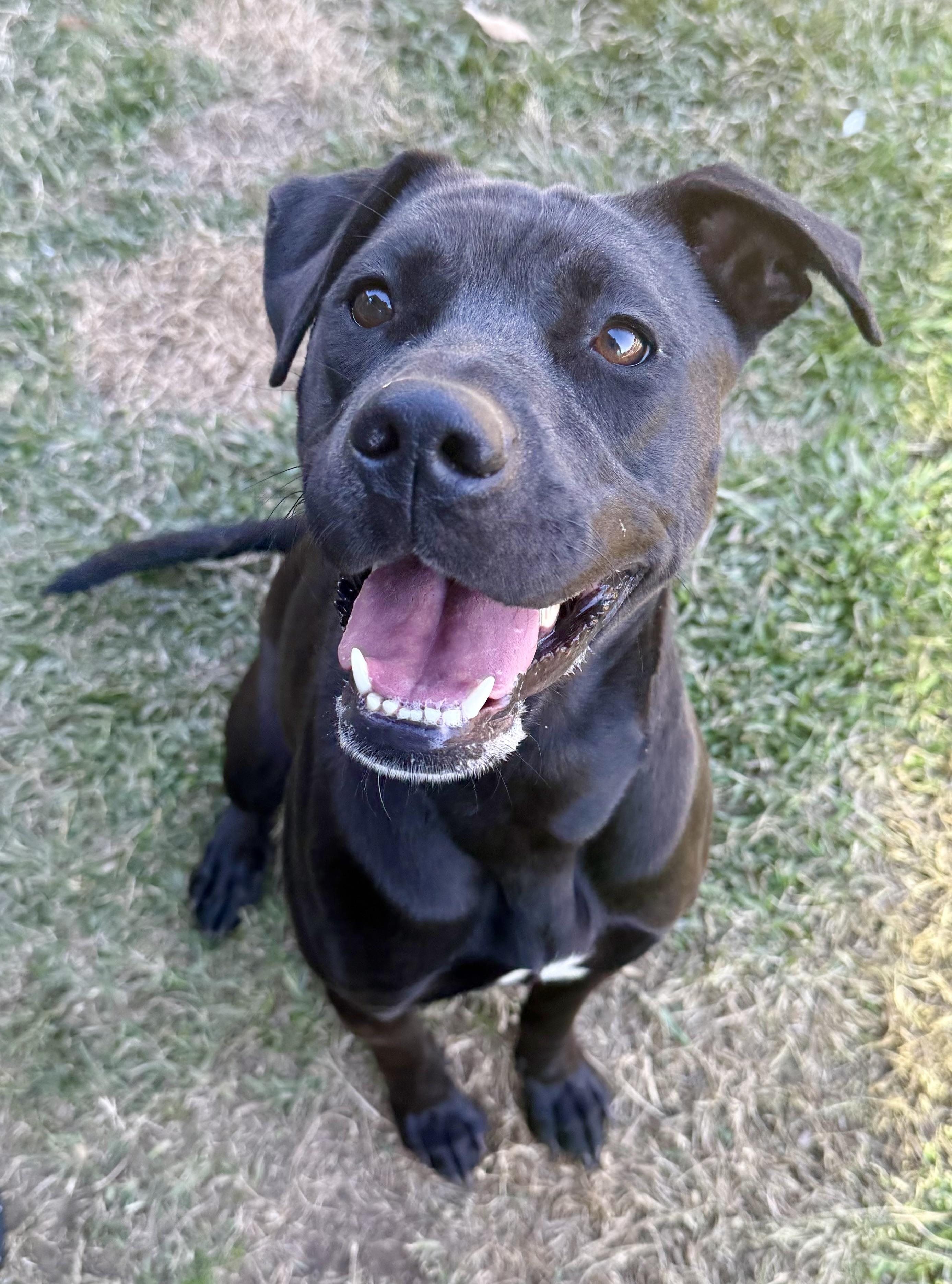 Charlie, a Adoptable mixed breed in Lancaster, SC image 2/6