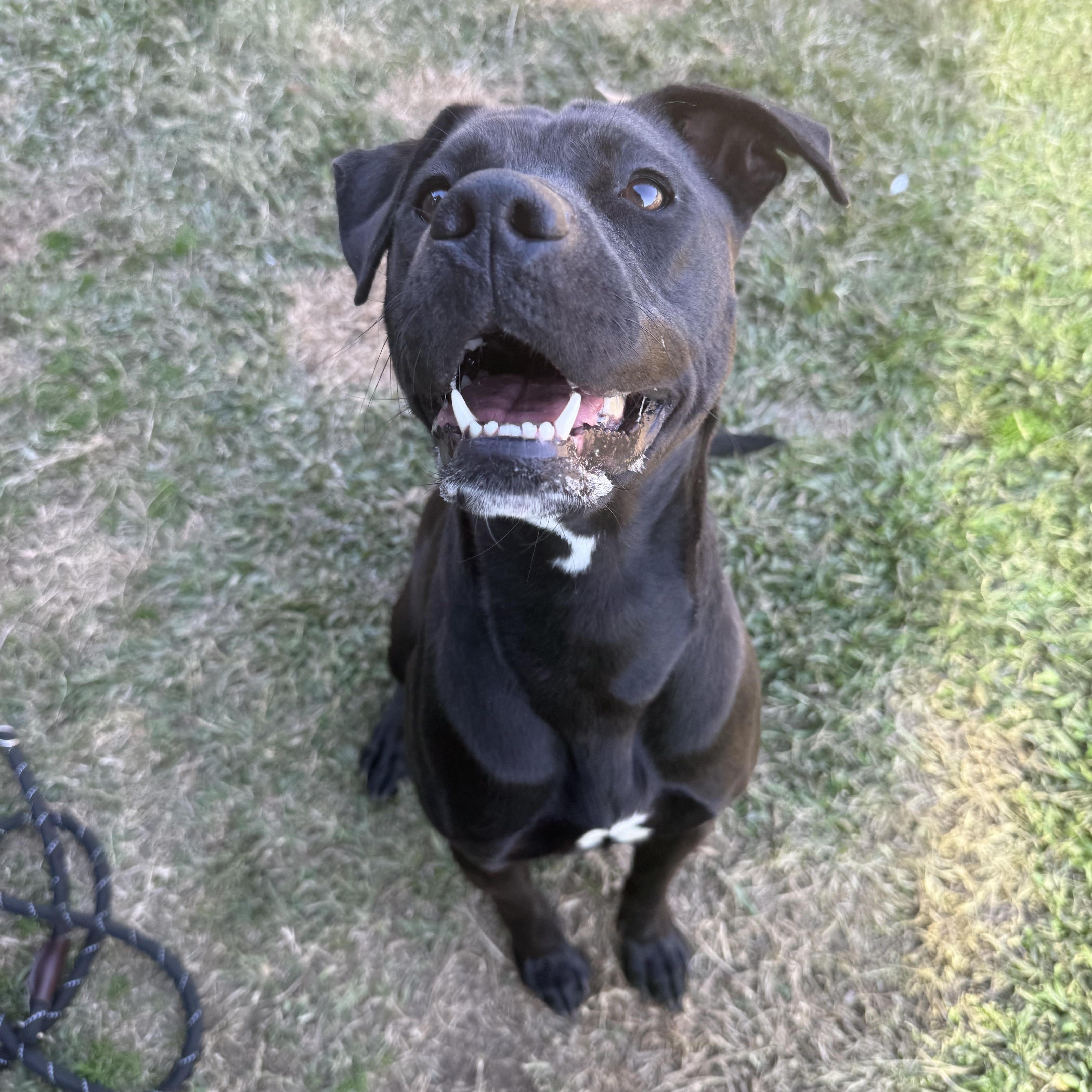 Charlie, a Adoptable mixed breed in Lancaster, SC image 3/6