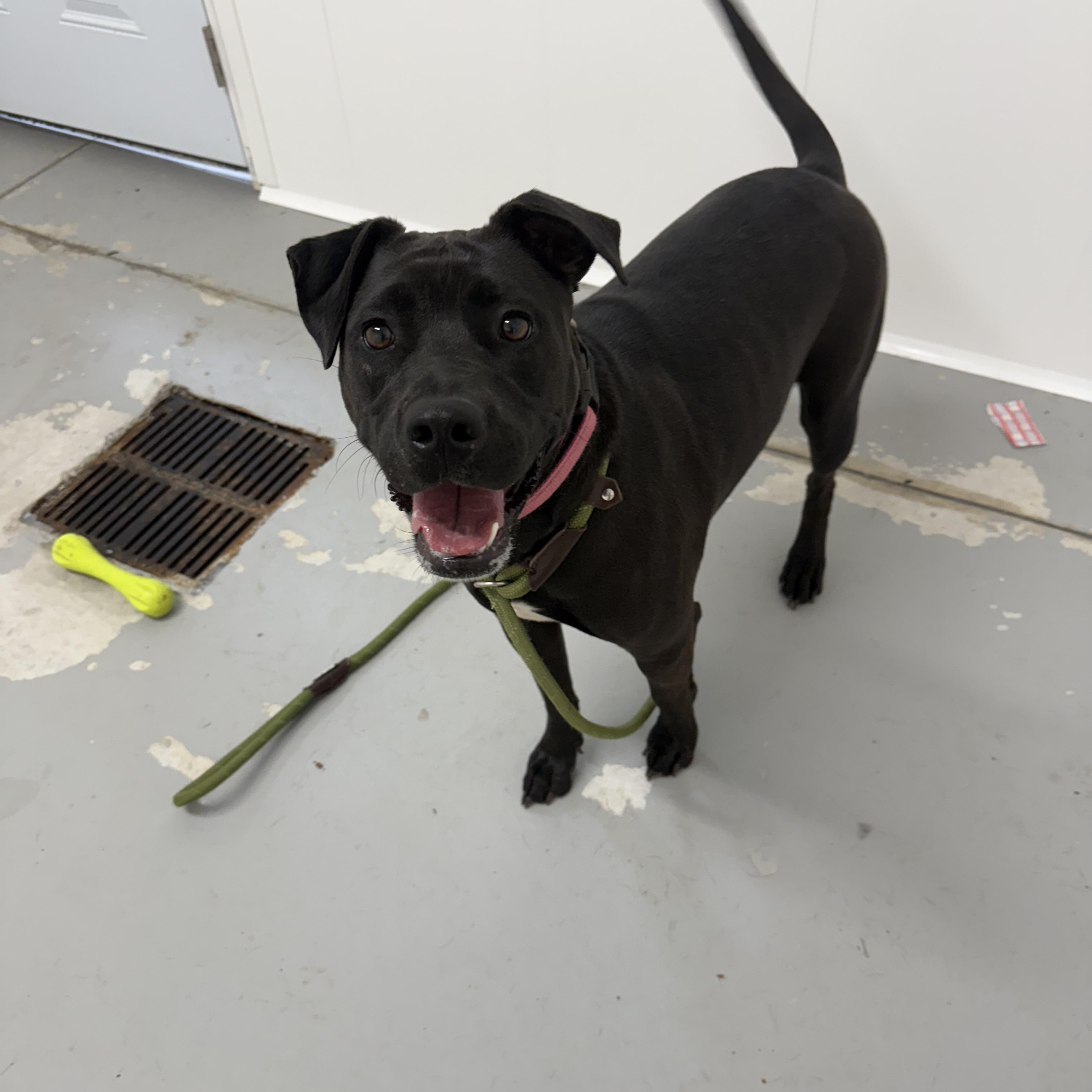 Charlie, Adoptable, Adult Female Terrier & Retriever.