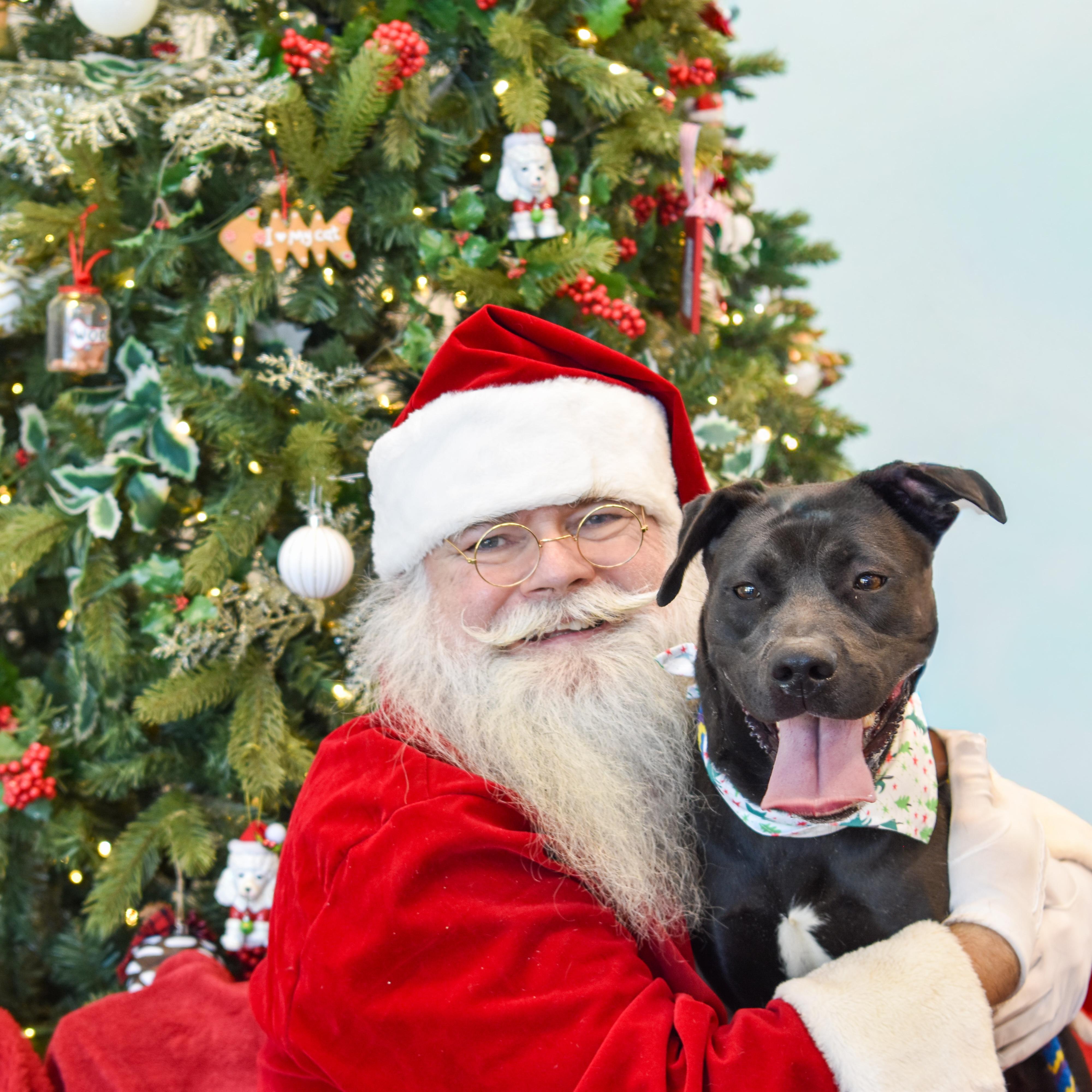 Charlie, a Adoptable mixed breed in Lancaster, SC image 4/6