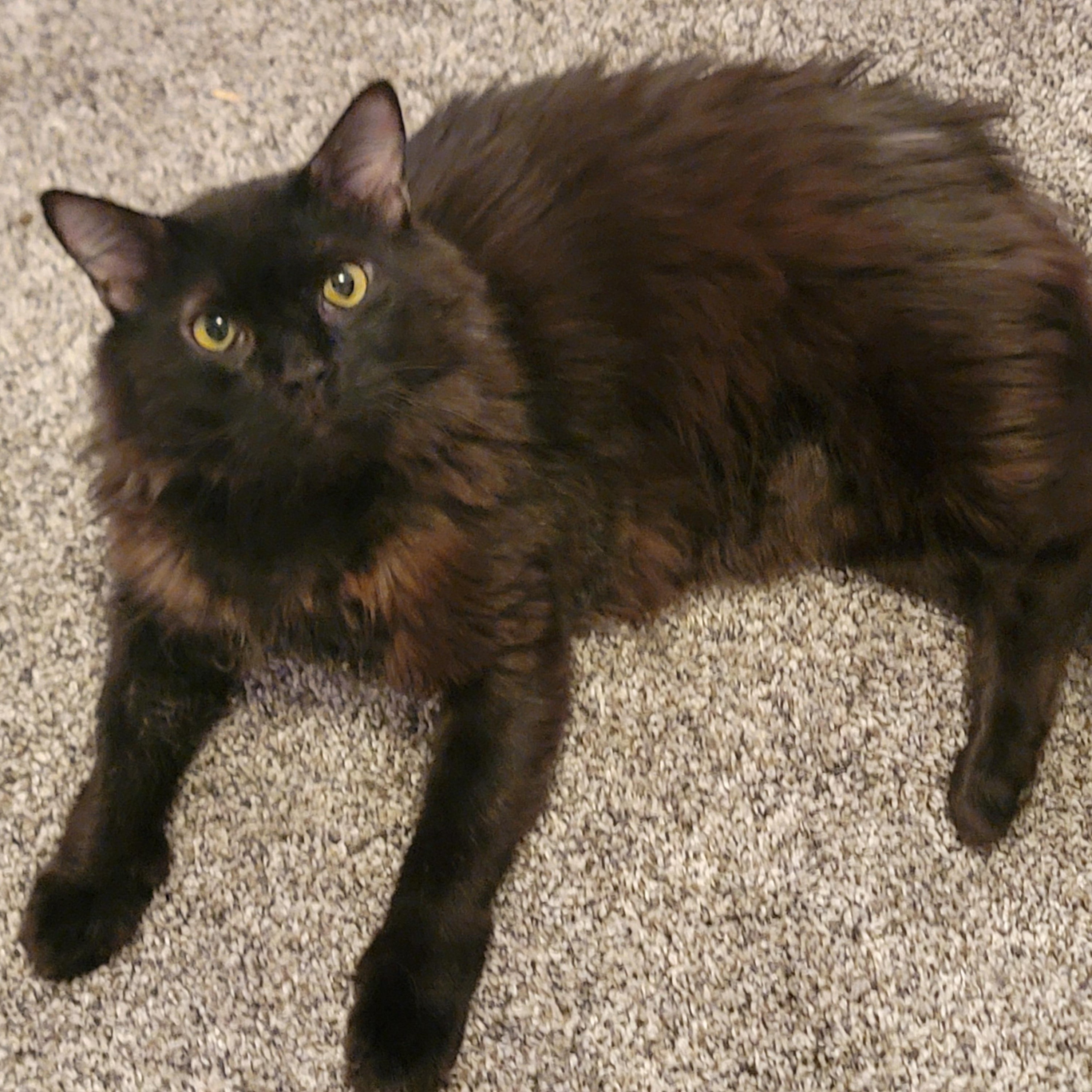 Wolfey, ADOPTABLE, Adult Male Domestic Long Hair.
