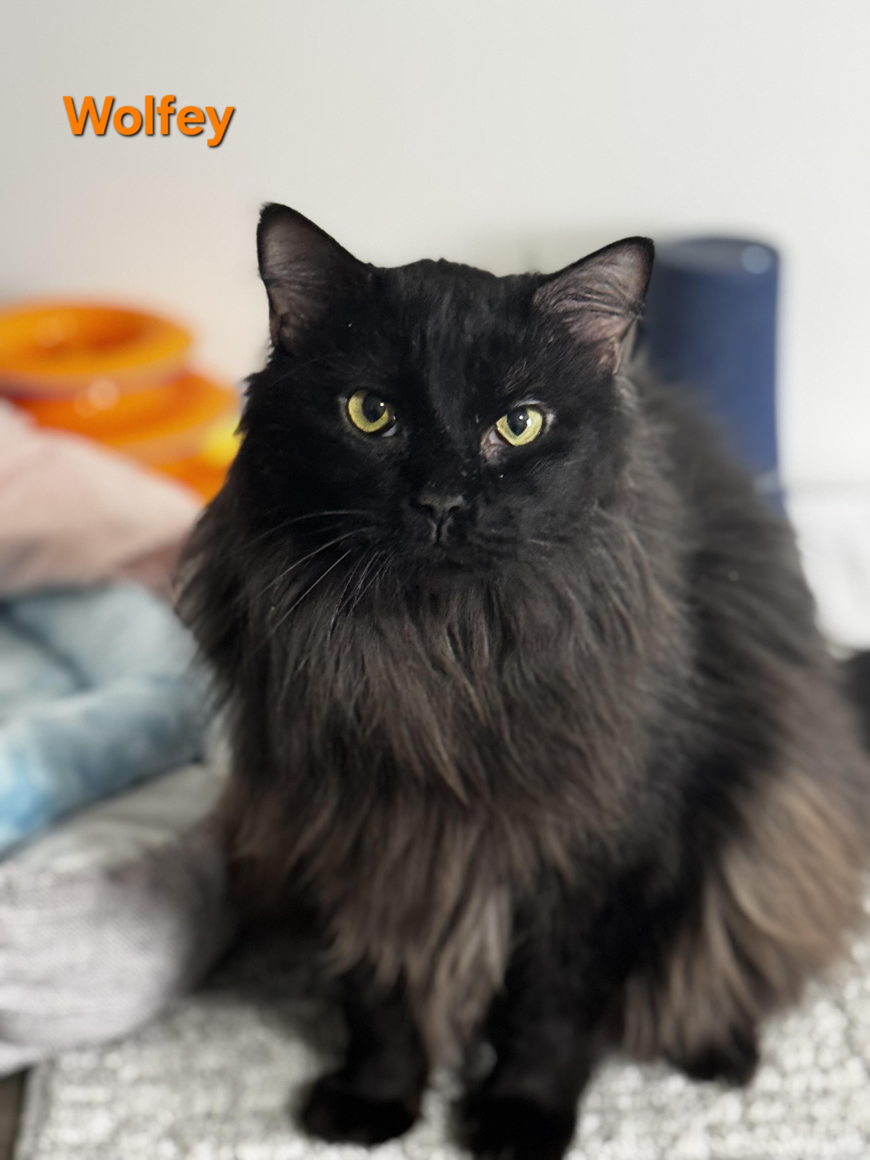 Wolfey, ADOPTABLE, Adult Male Domestic Long Hair.