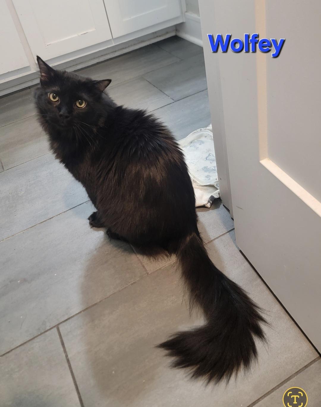 Enlarge Wolfey, a ADOPTABLE Domestic Long Hair in Blue Springs, MO image 3/4