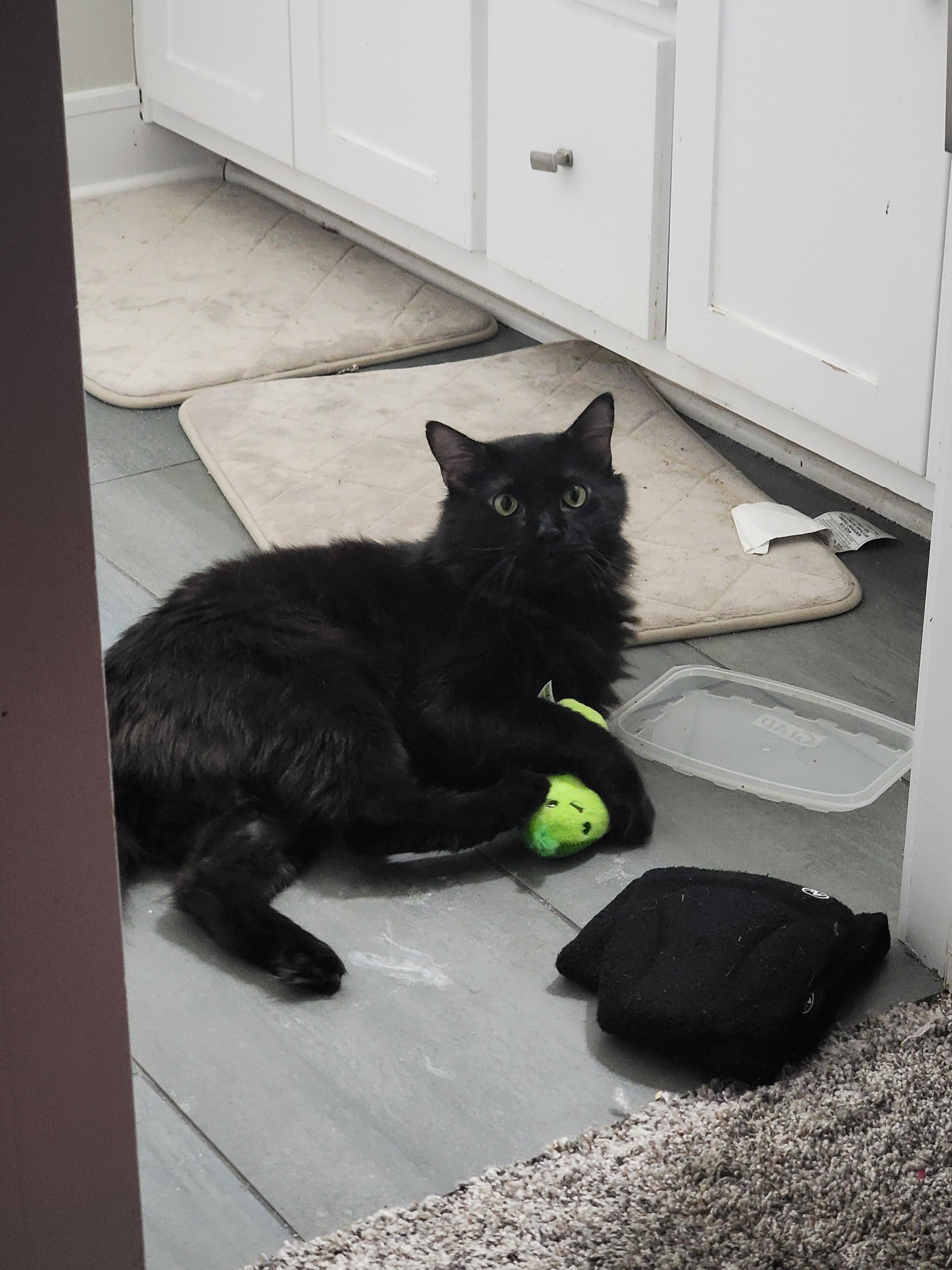 Enlarge Wolfey, a ADOPTABLE Domestic Long Hair in Blue Springs, MO image 4/4