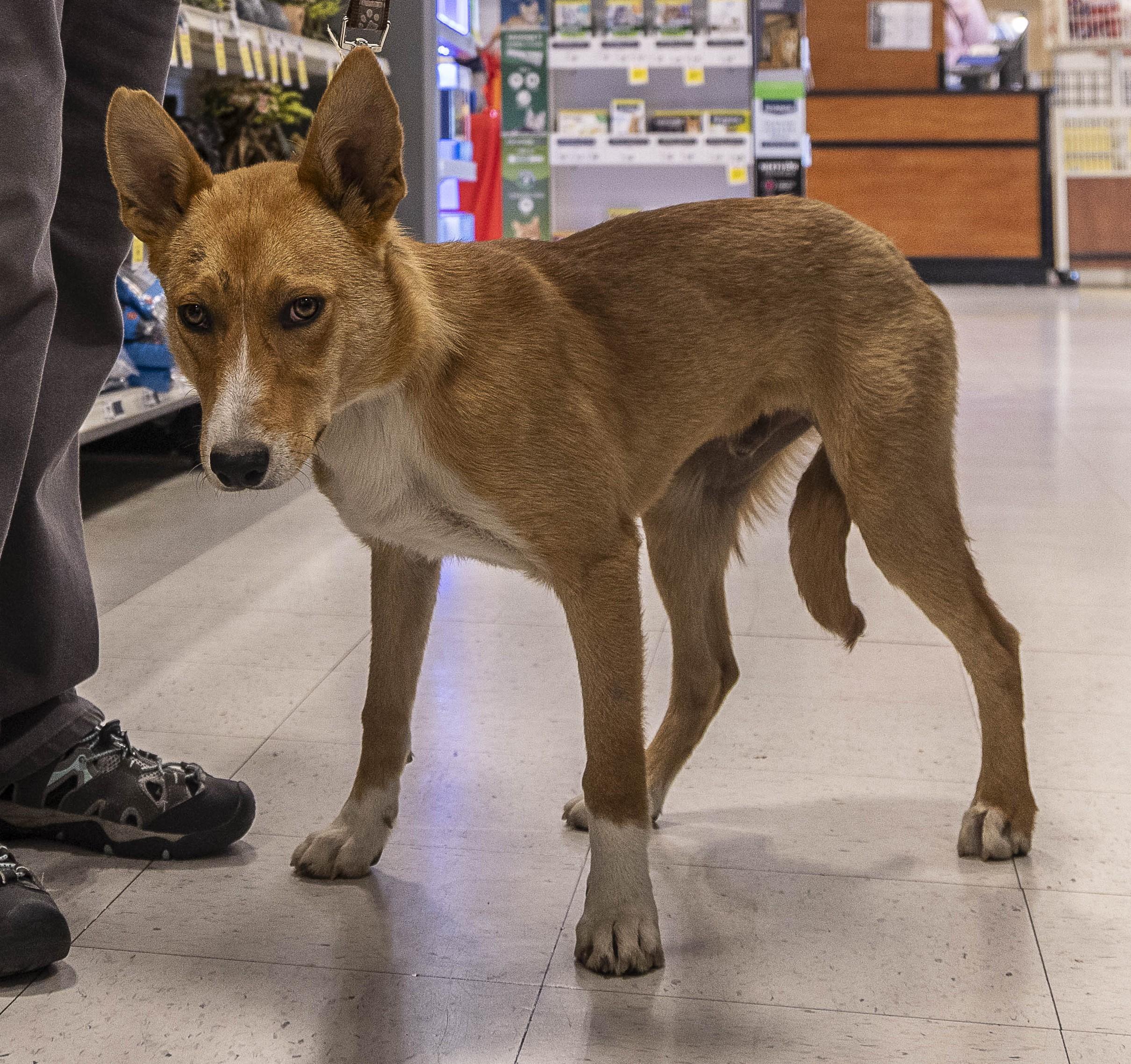 Red, Adoptable, Young Male Australian Kelpie.