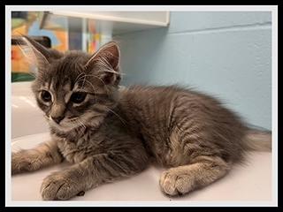 TEAL, Adoptable, Kitten Female Domestic Short Hair.