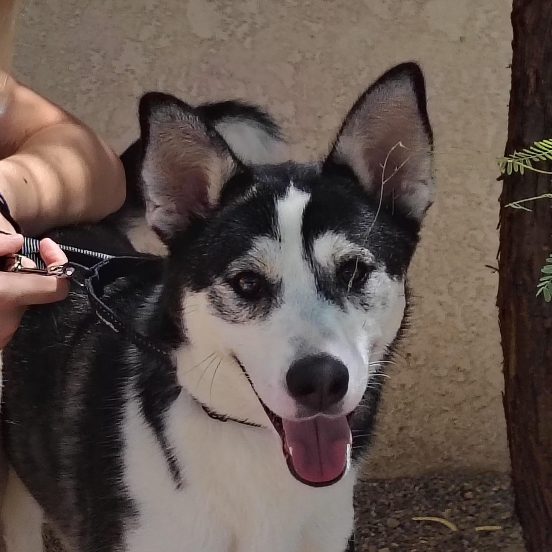 Jo, an adoptable Husky in Parker, AZ, 85344 | Photo Image 1
