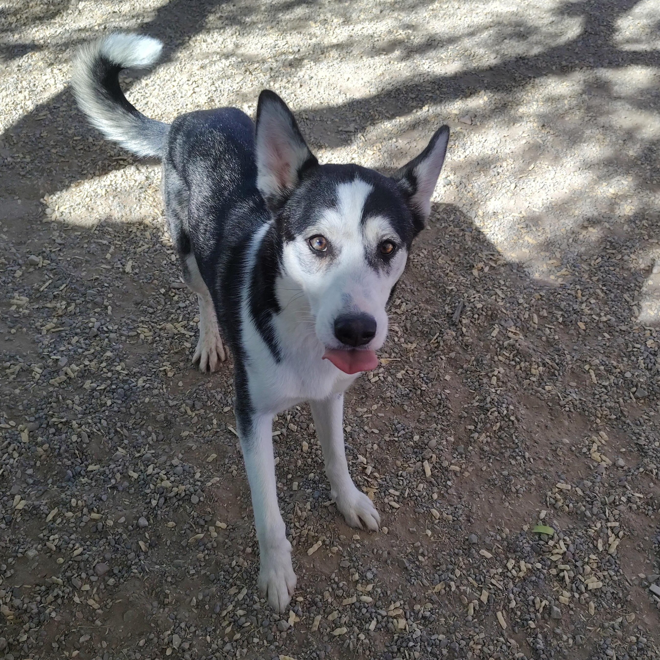 Jo, an adoptable Husky in Parker, AZ, 85344 | Photo Image 2