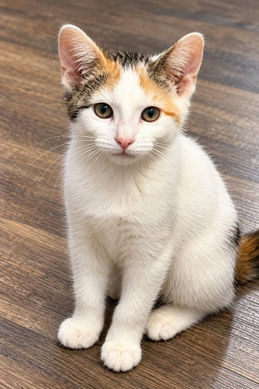 Callie, Adoptable, Kitten Female Domestic Short Hair & Calico.