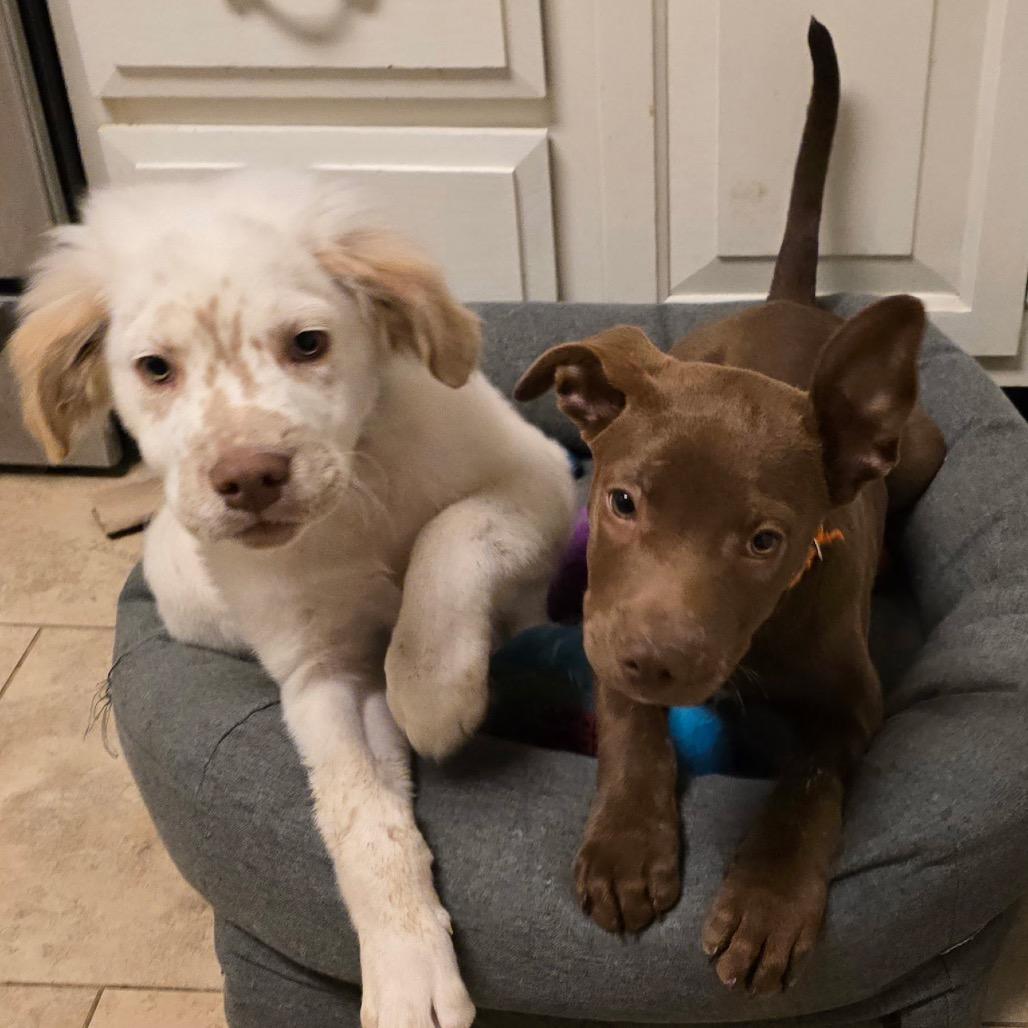 Buster Brown, Adoptable, Young Male English Bulldog.