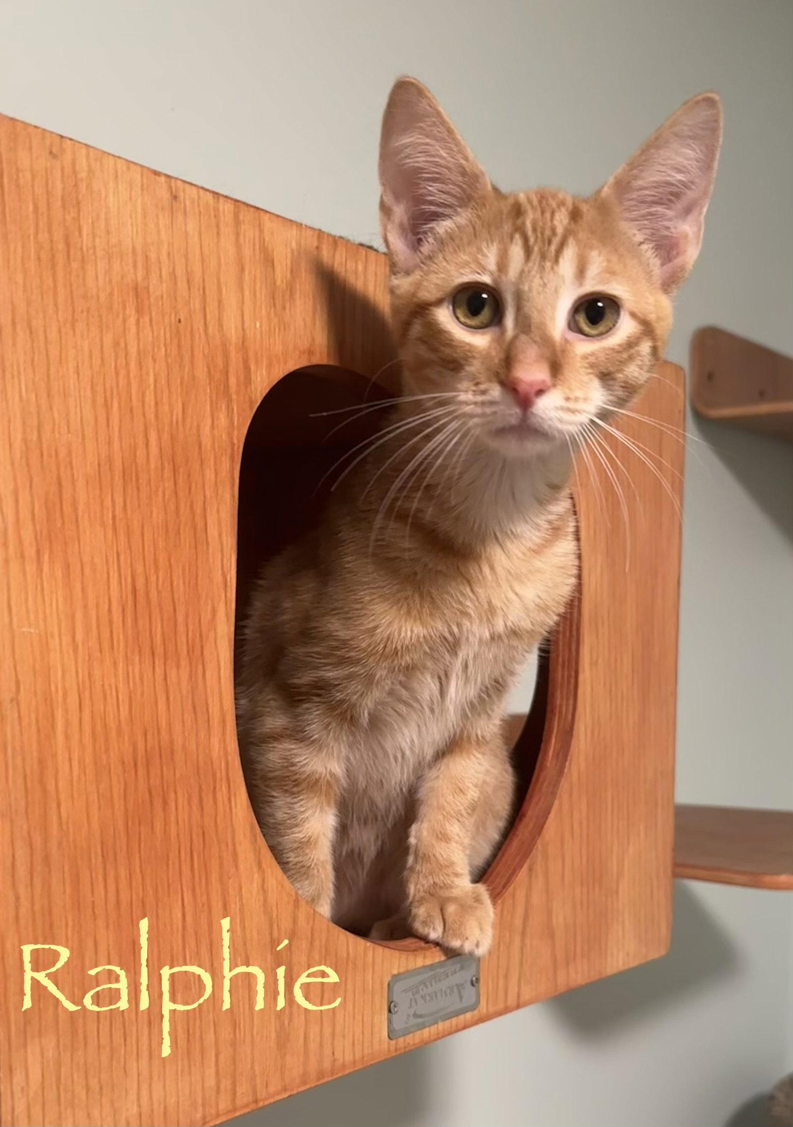Ralphie, Adopted, Young Male Domestic Short Hair.