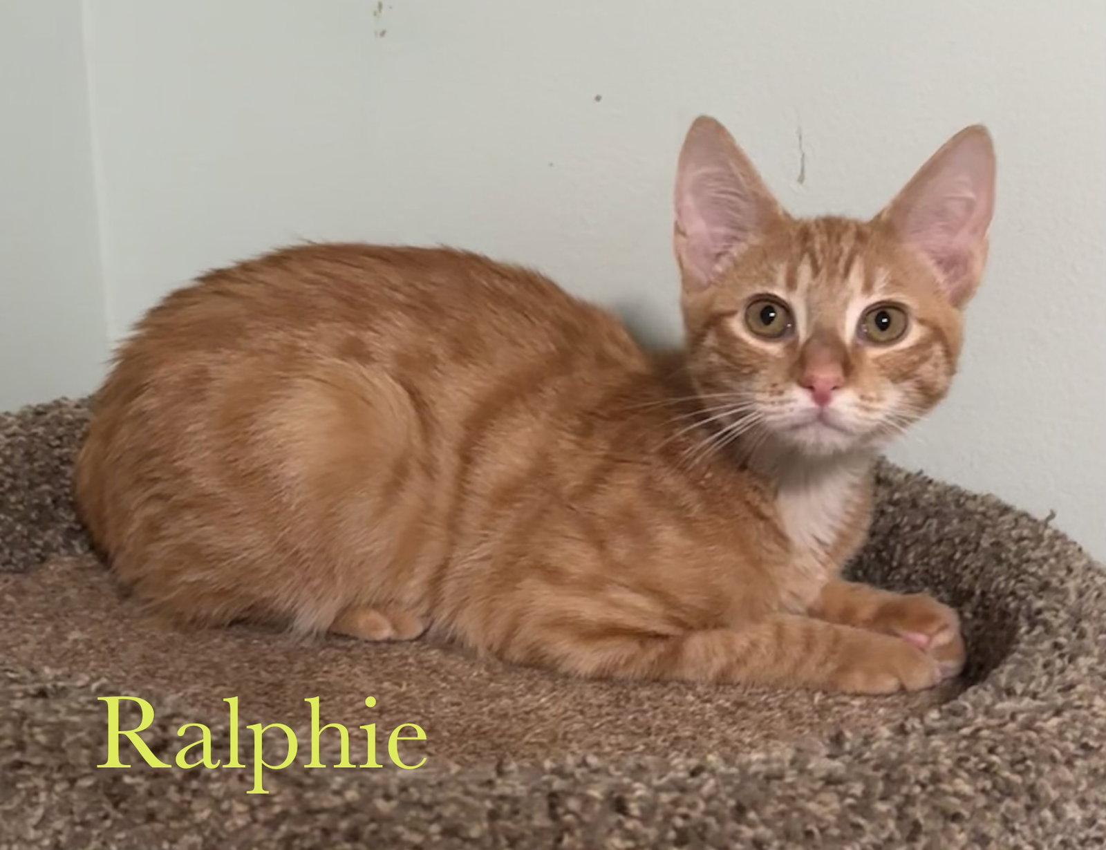 Ralphie, a Adopted Domestic Short Hair in Longwood, FL image 2/3