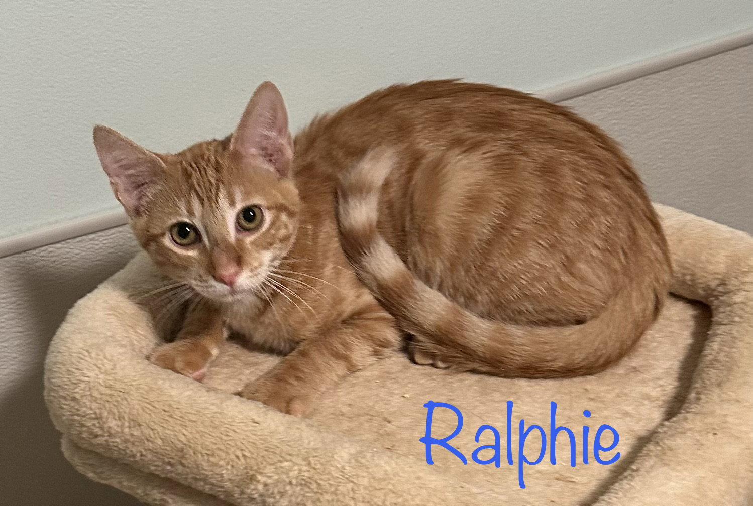 Ralphie, a Adopted Domestic Short Hair in Longwood, FL image 3/3